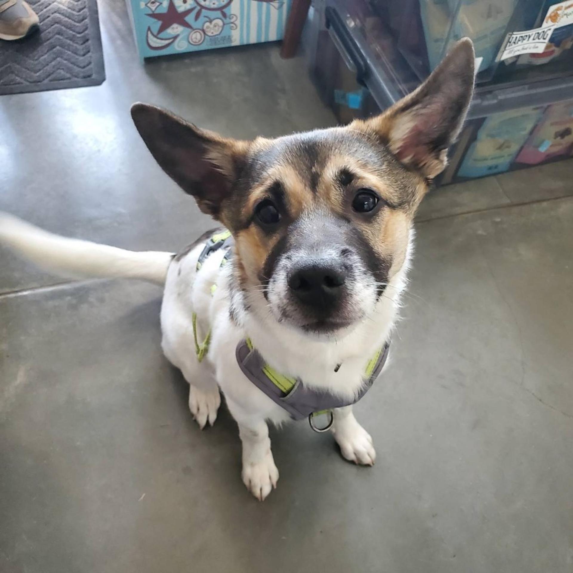 pet-image-2