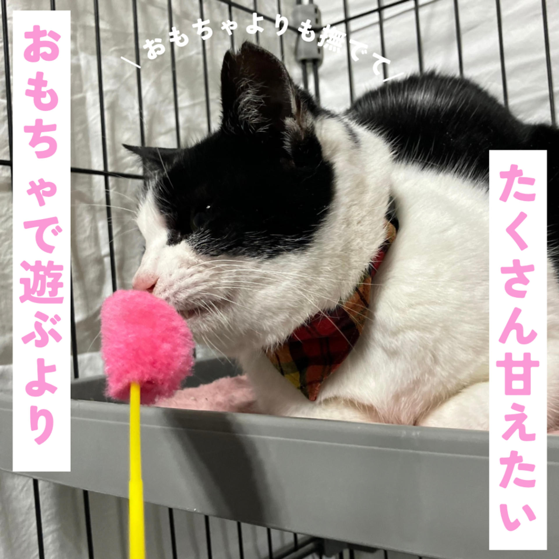 pet-image-4