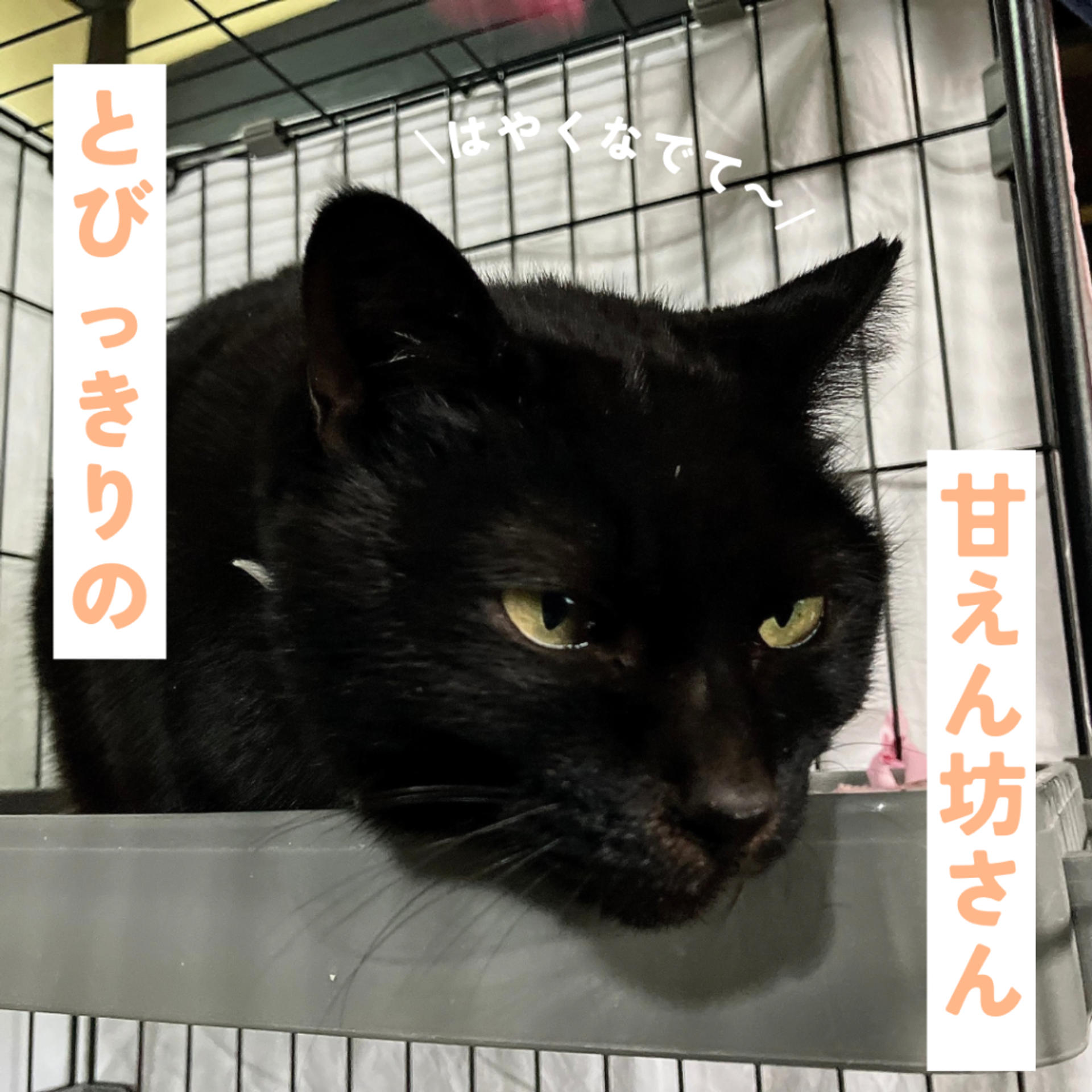 pet-image-3