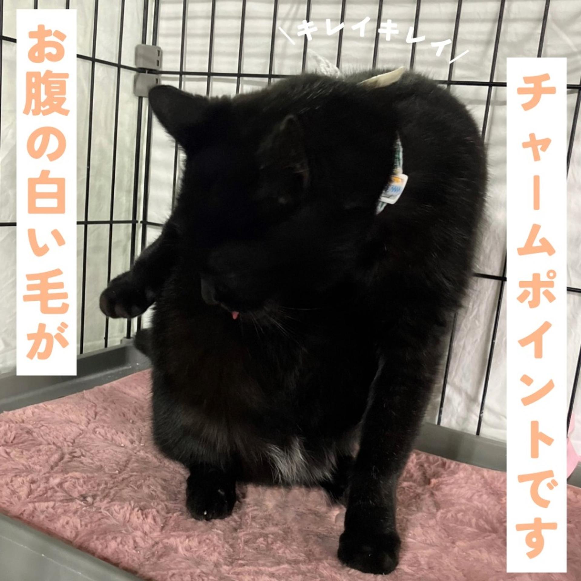 pet-image-6