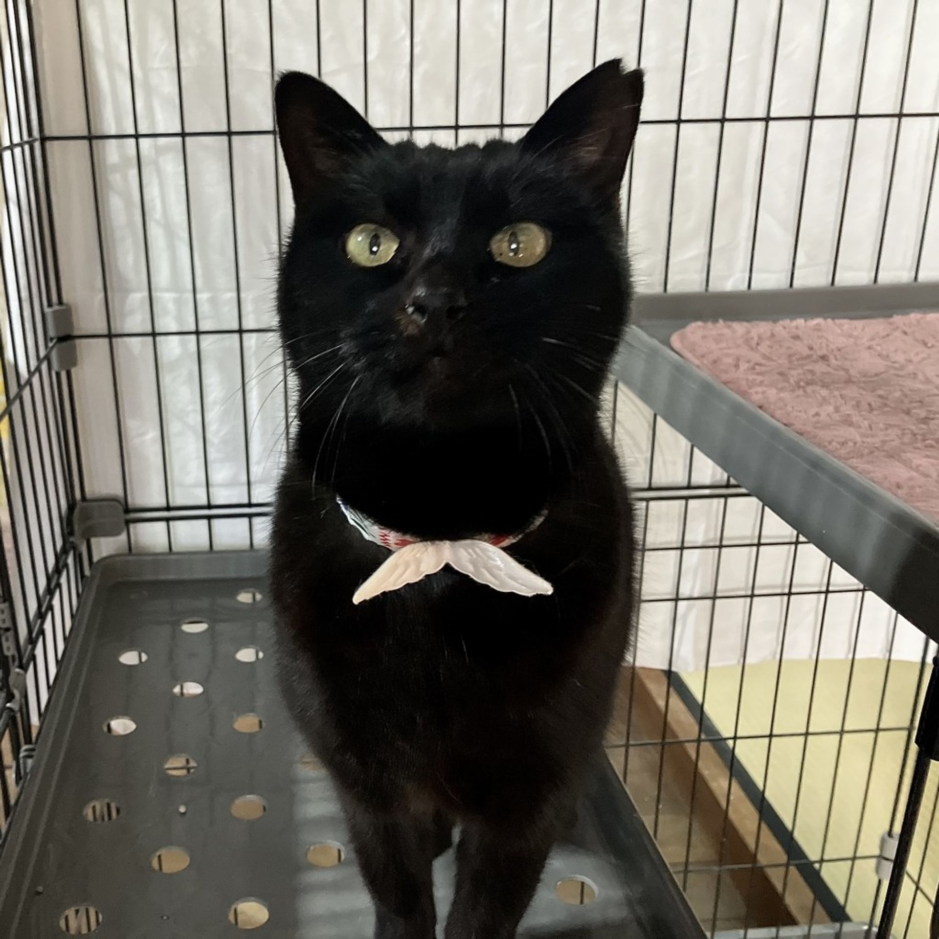 雑種（ミックス猫）・メスの里親募集の写真