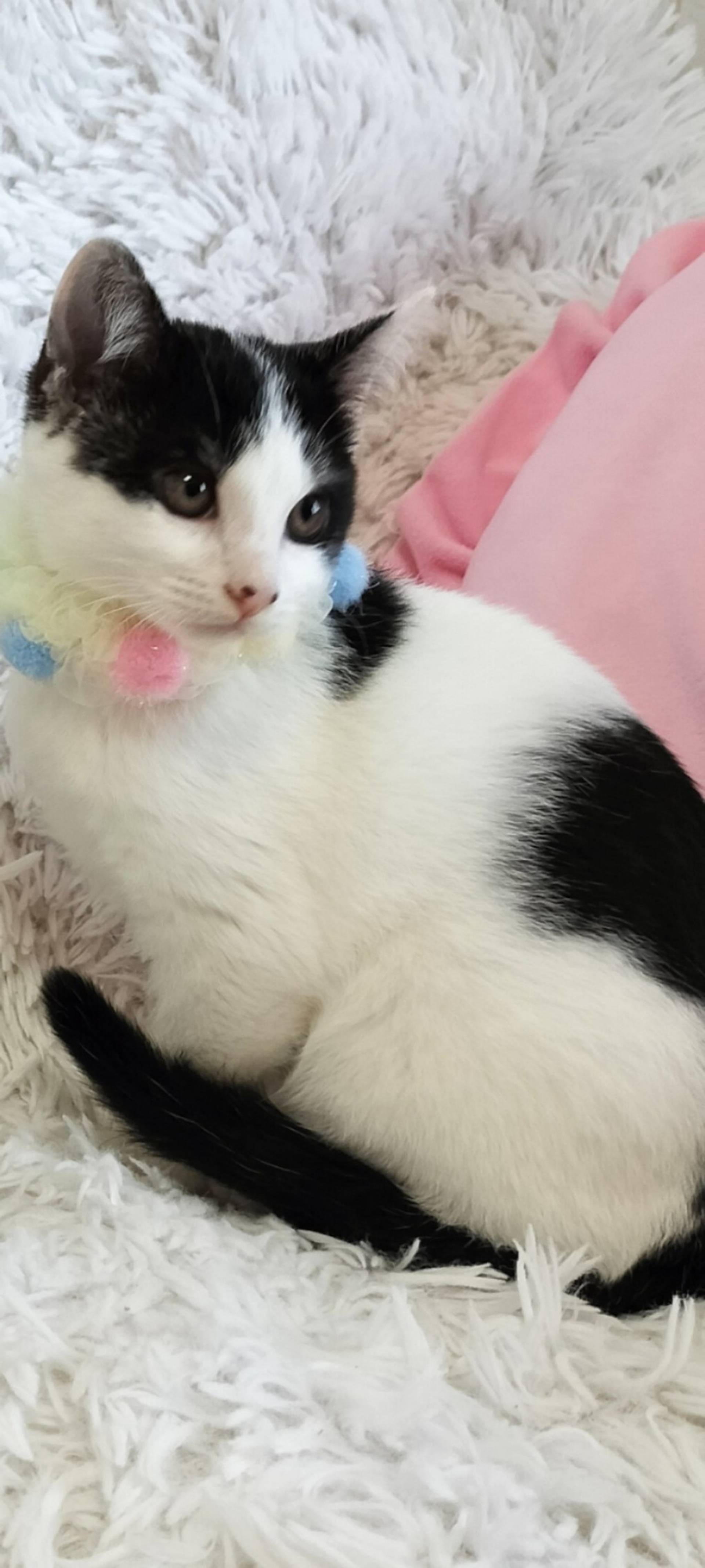 雑種（ミックス猫）・メスの里親募集の写真
