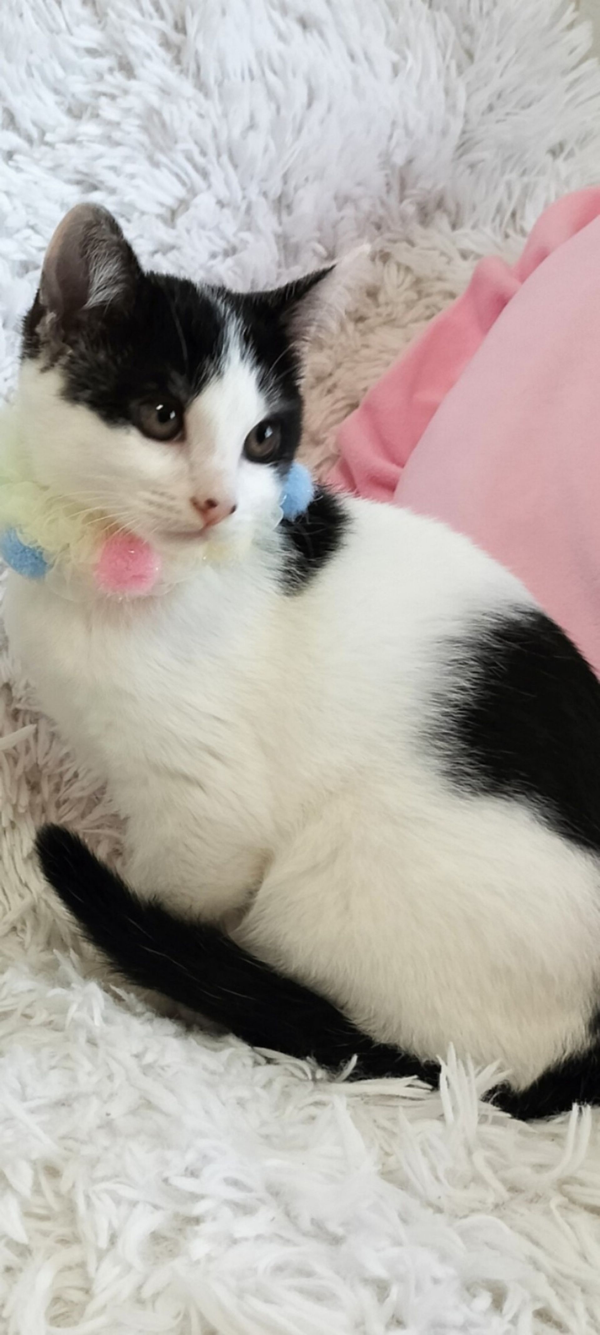雑種（ミックス猫）・メスの里親募集の写真