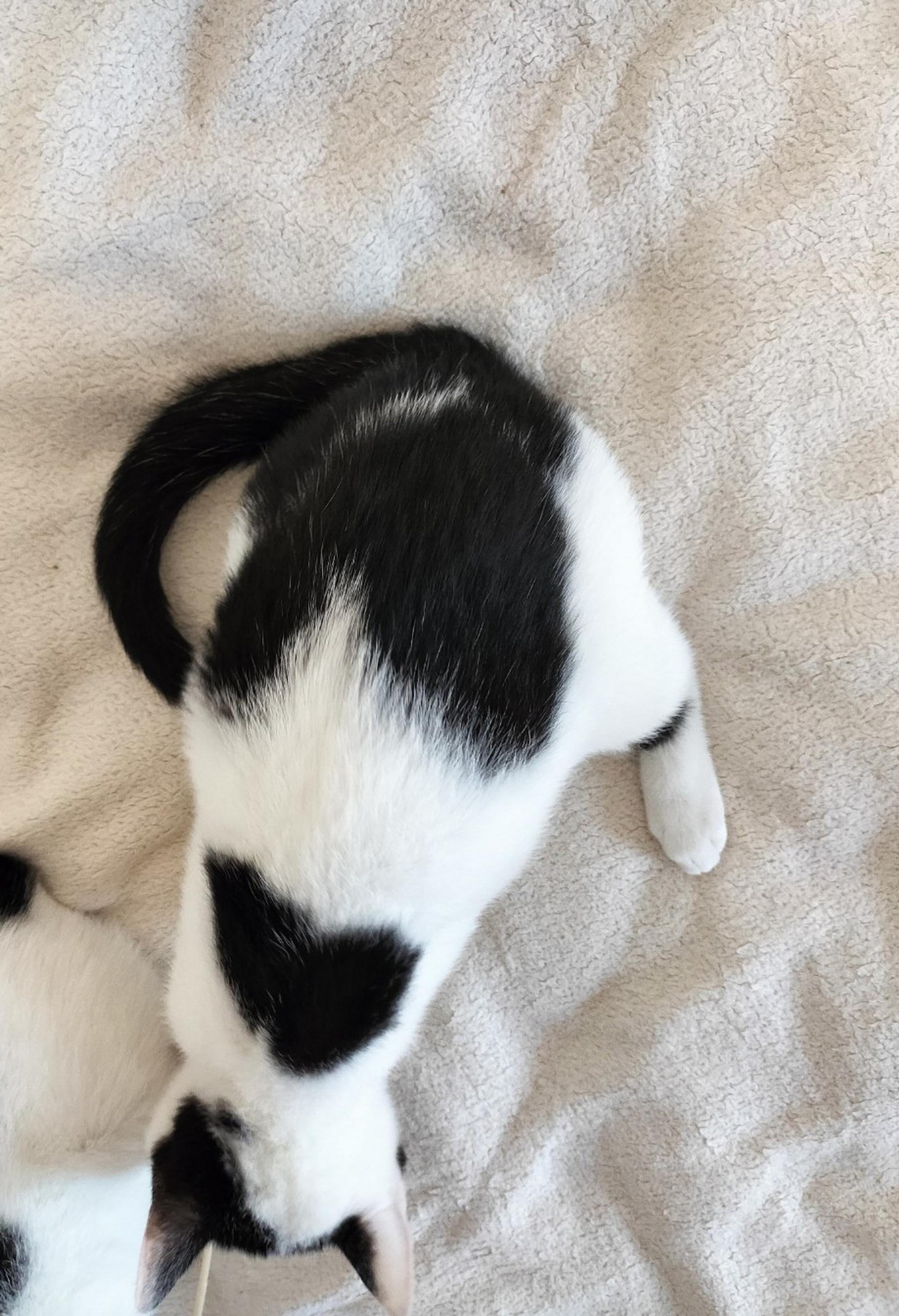 pet-image-3