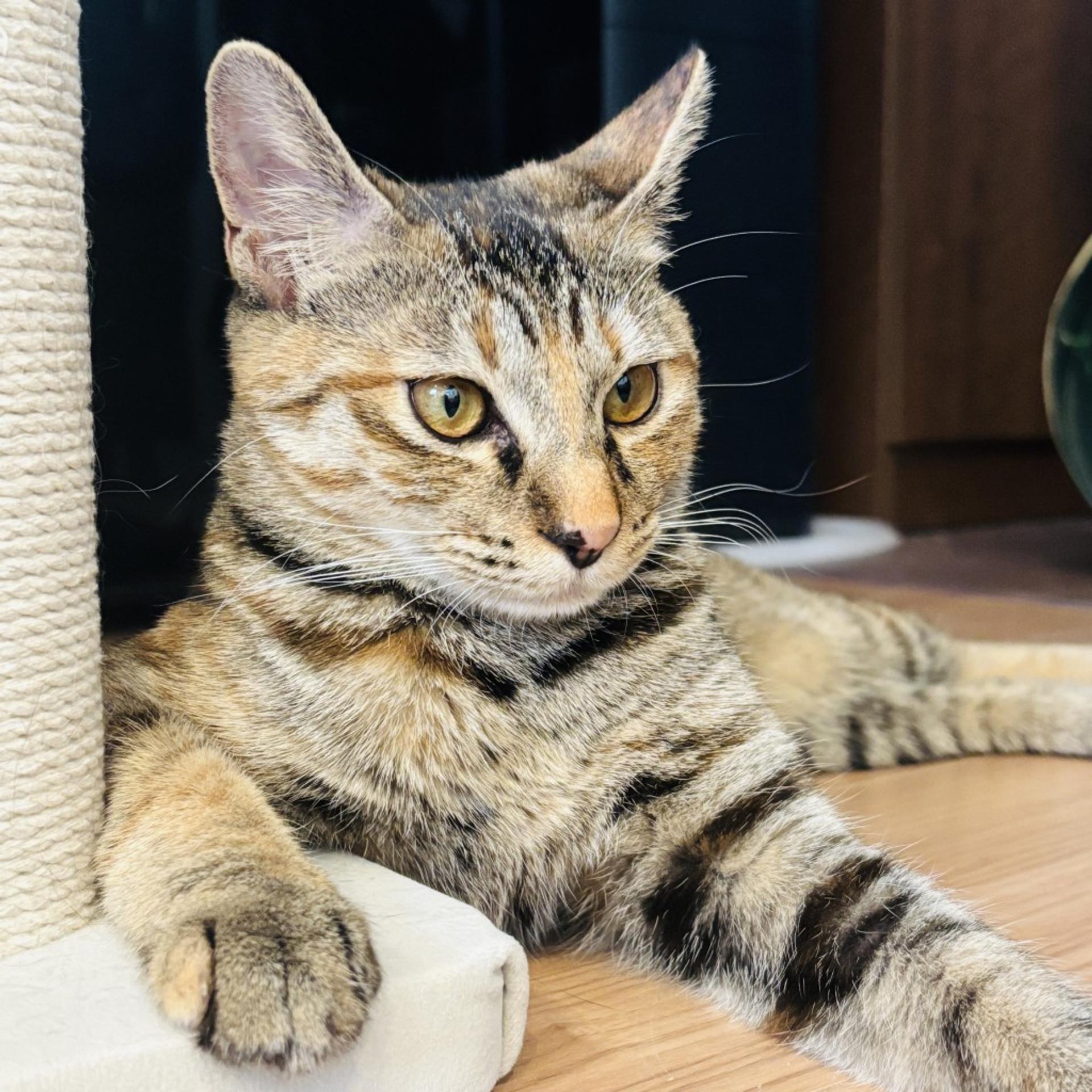 pet-image-6