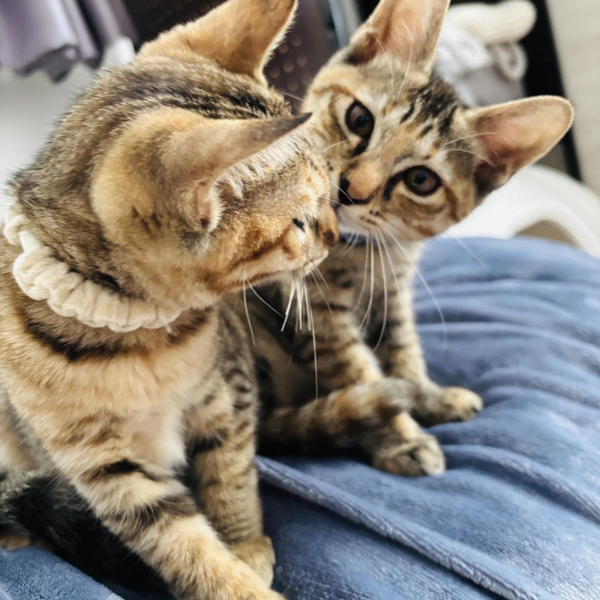 pet-image-10