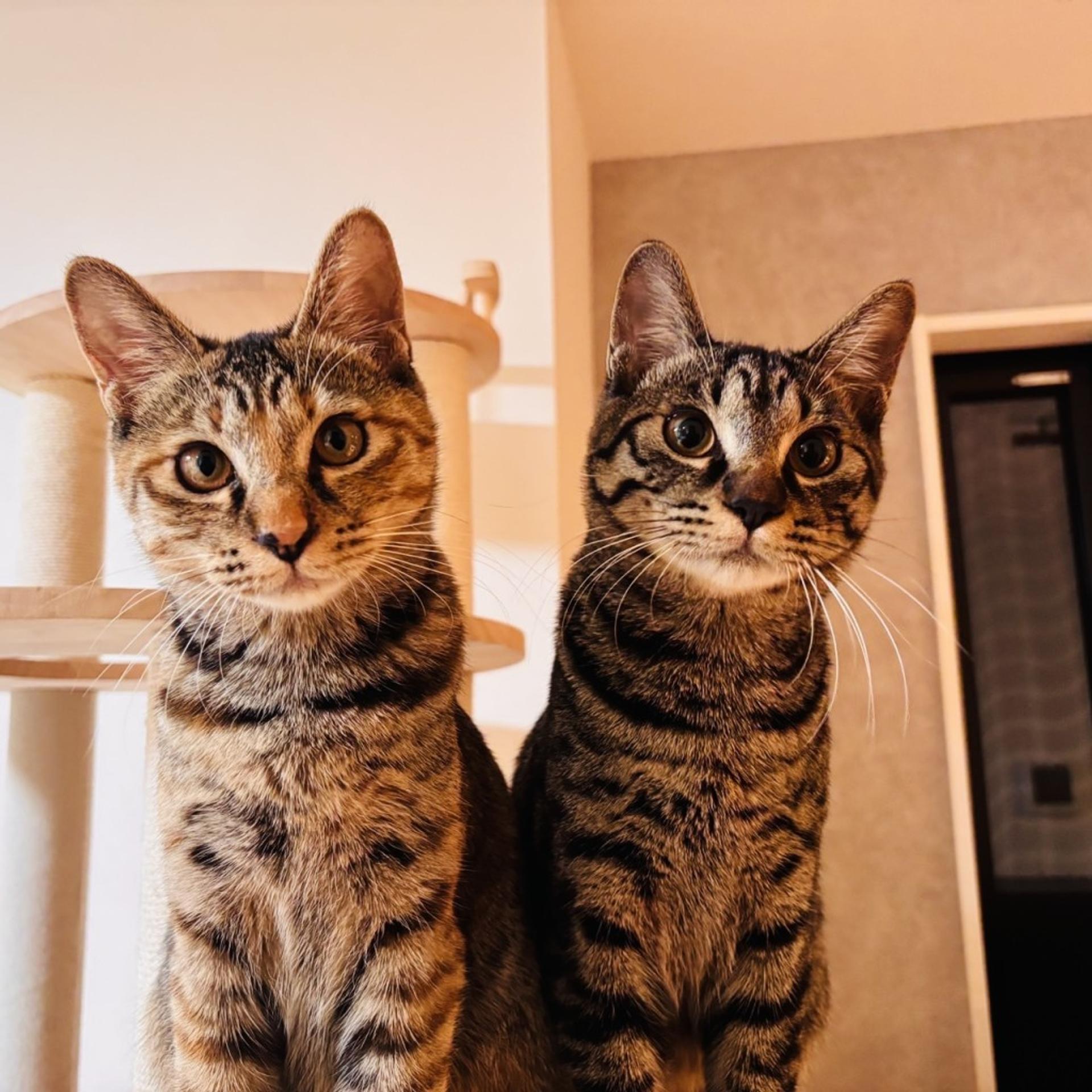 pet-image-8