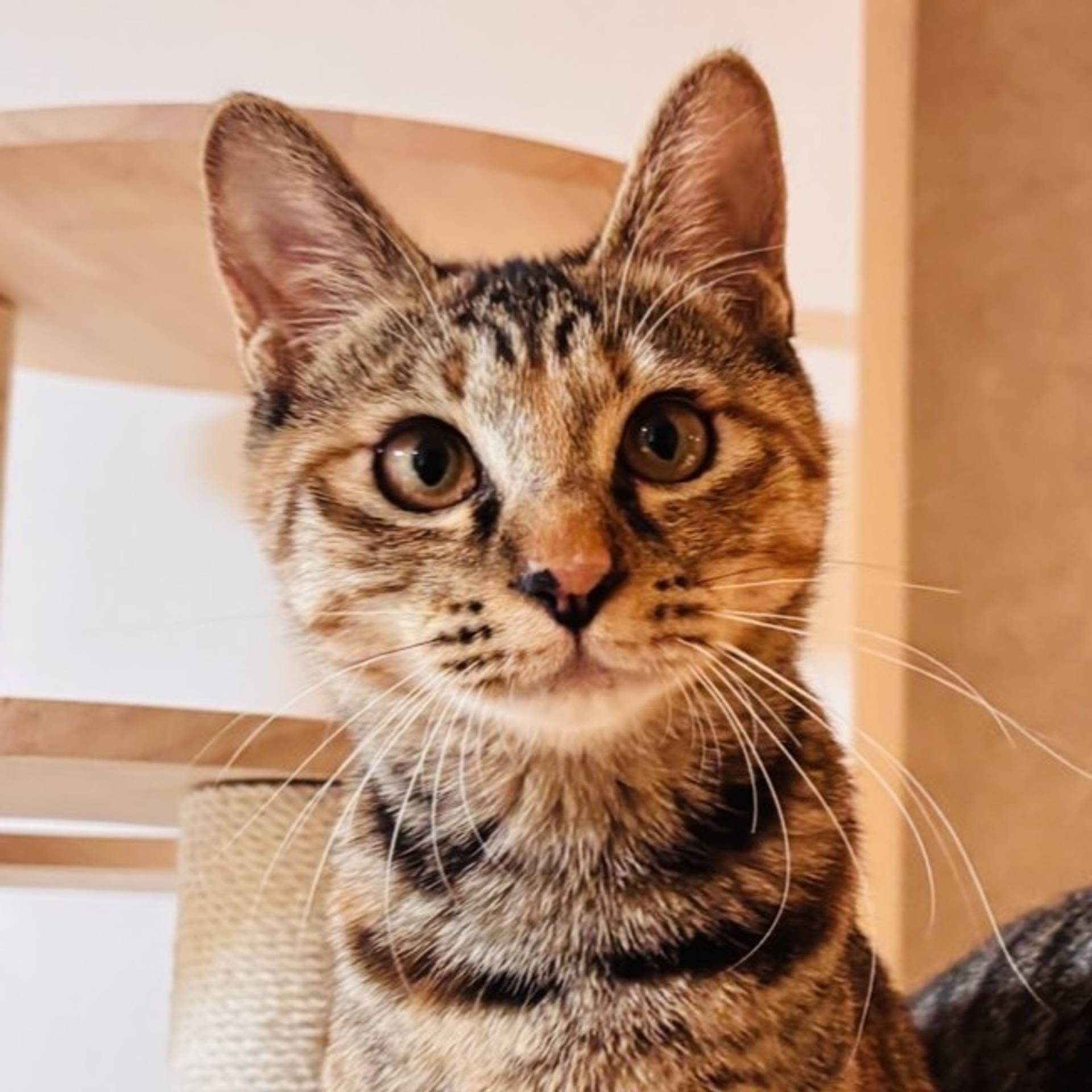 雑種（ミックス猫）・メスの里親募集の写真