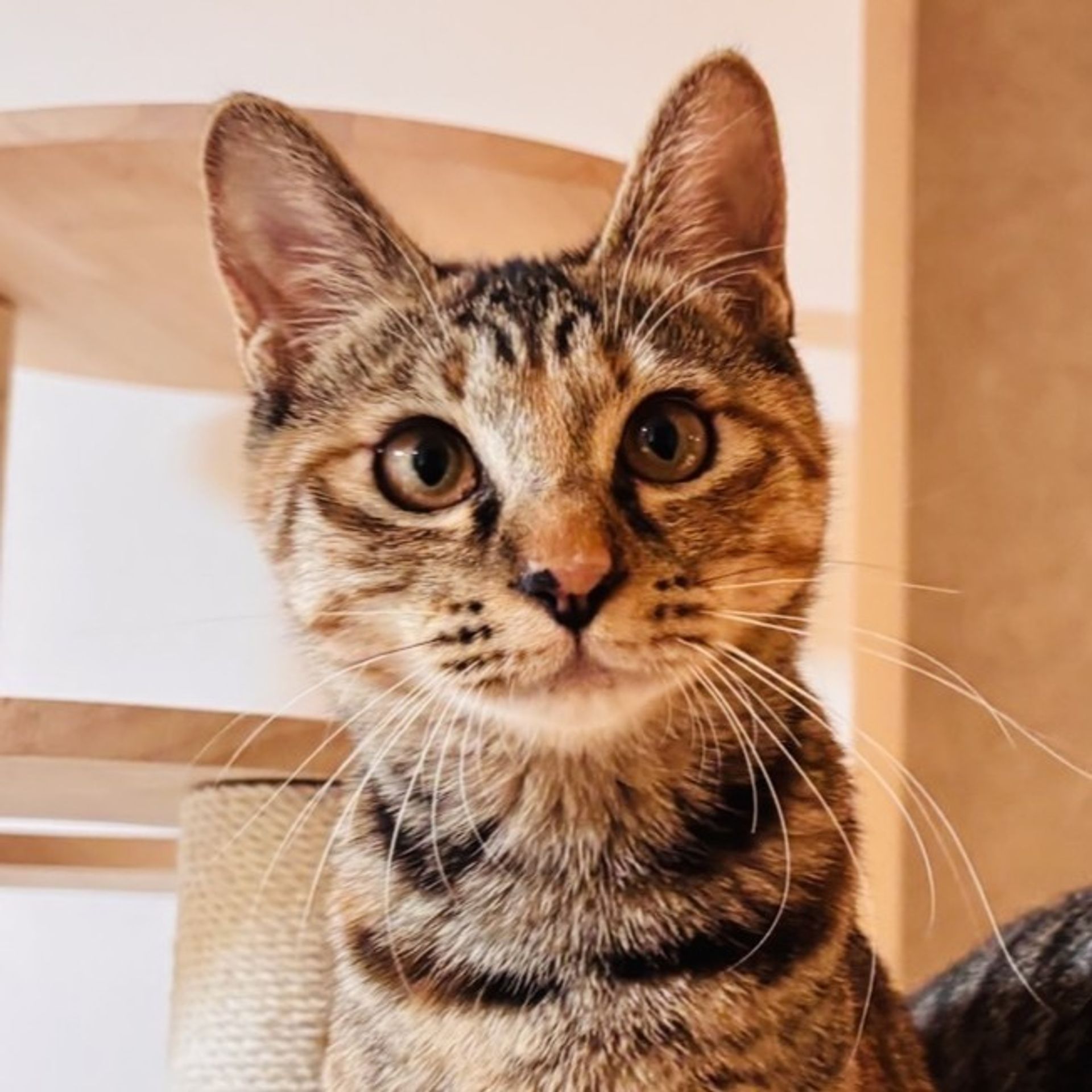 雑種（ミックス猫）・メスの里親募集の写真