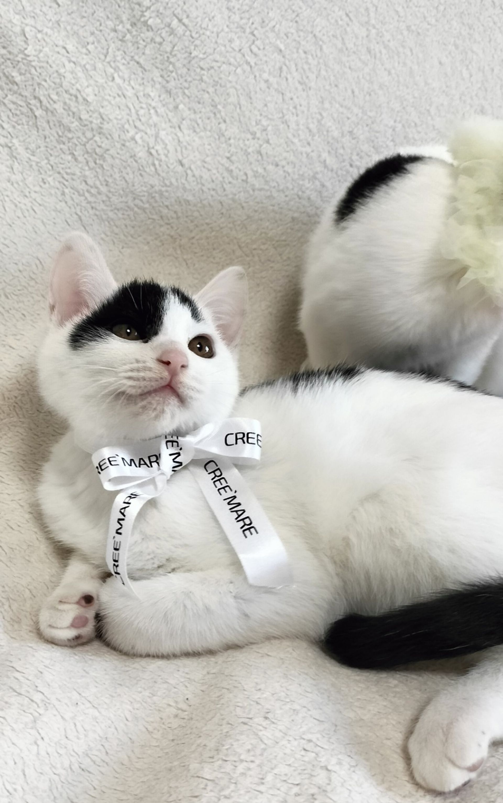 雑種（ミックス猫）・オスの里親募集の写真