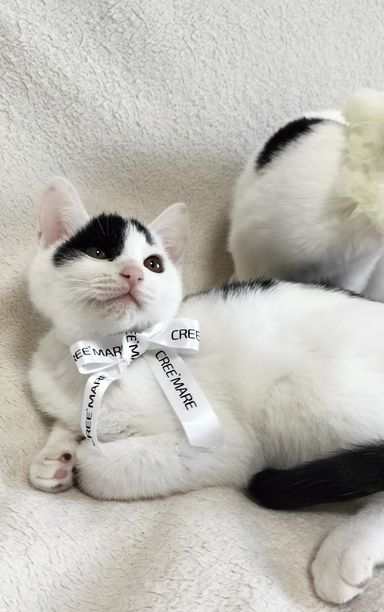 ハチくんの写真