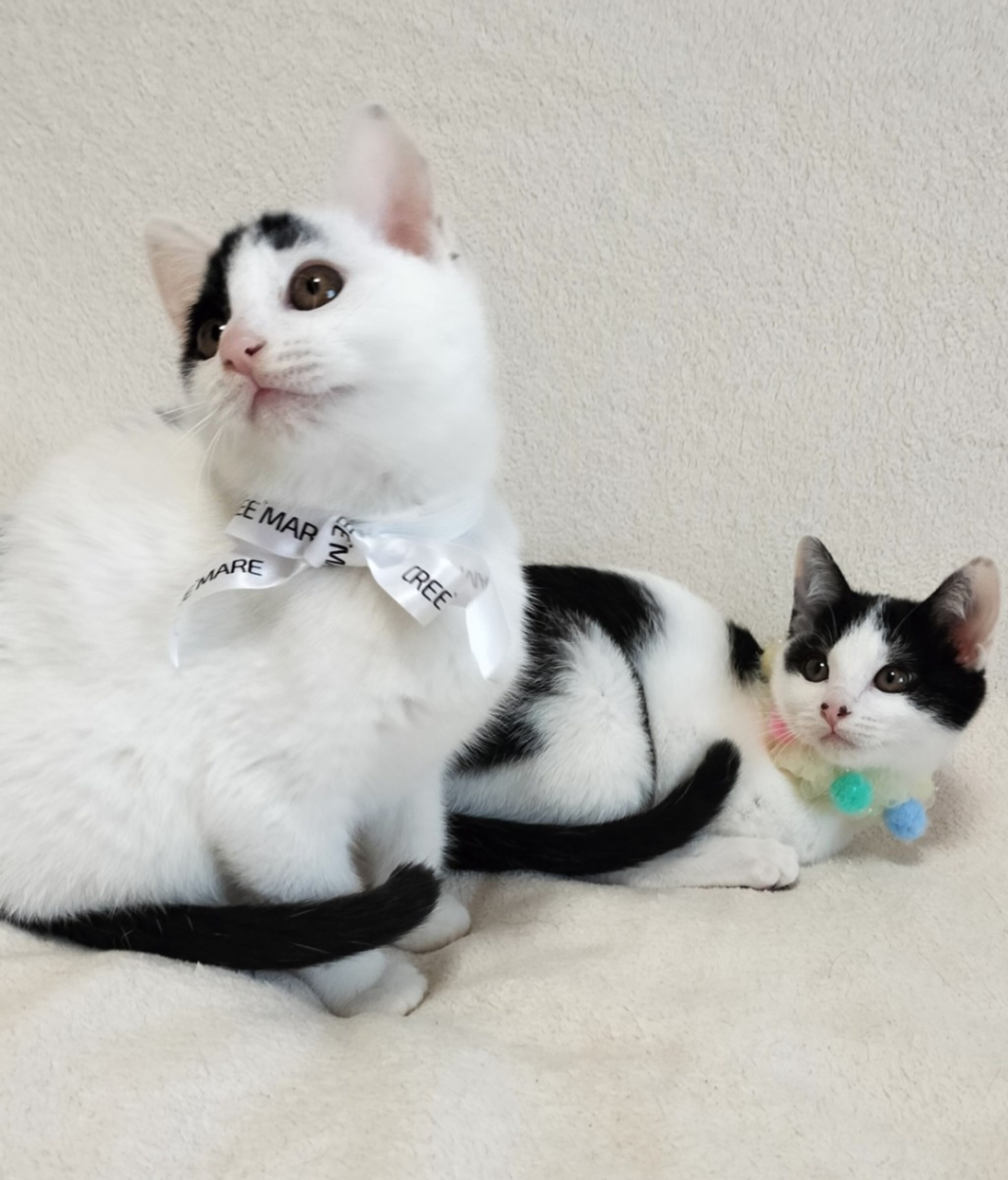 pet-image-5
