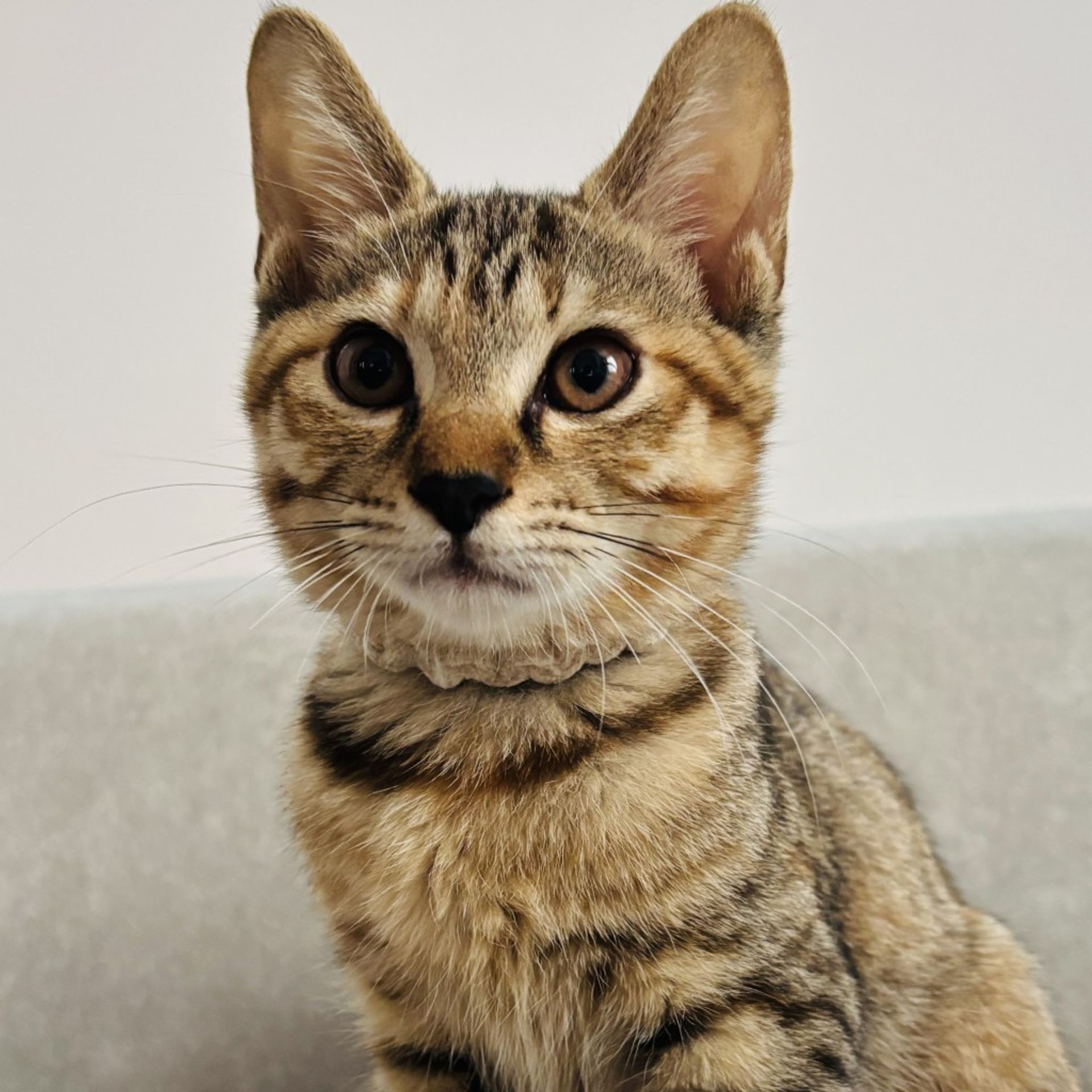 雑種（ミックス猫）・メスの里親募集の写真
