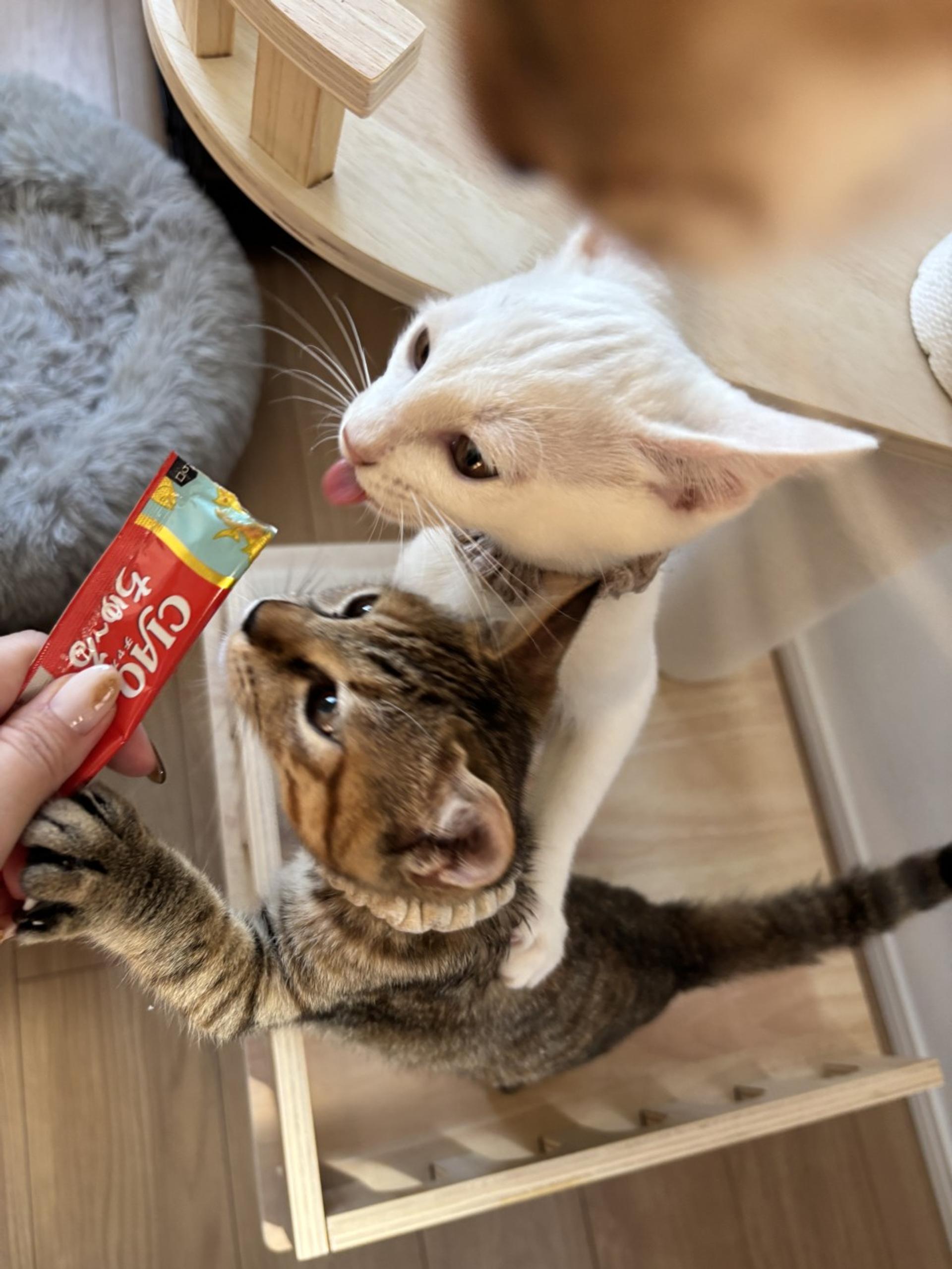 pet-image-5