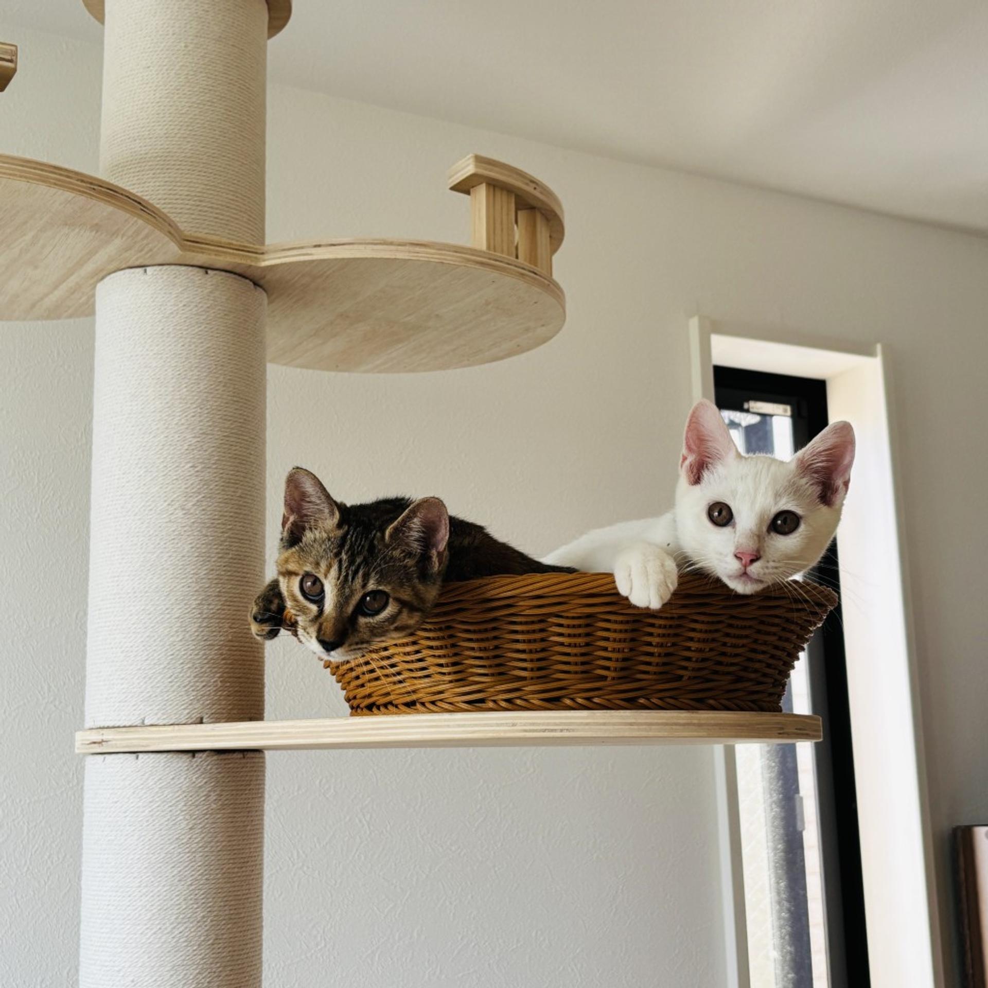 pet-image-9