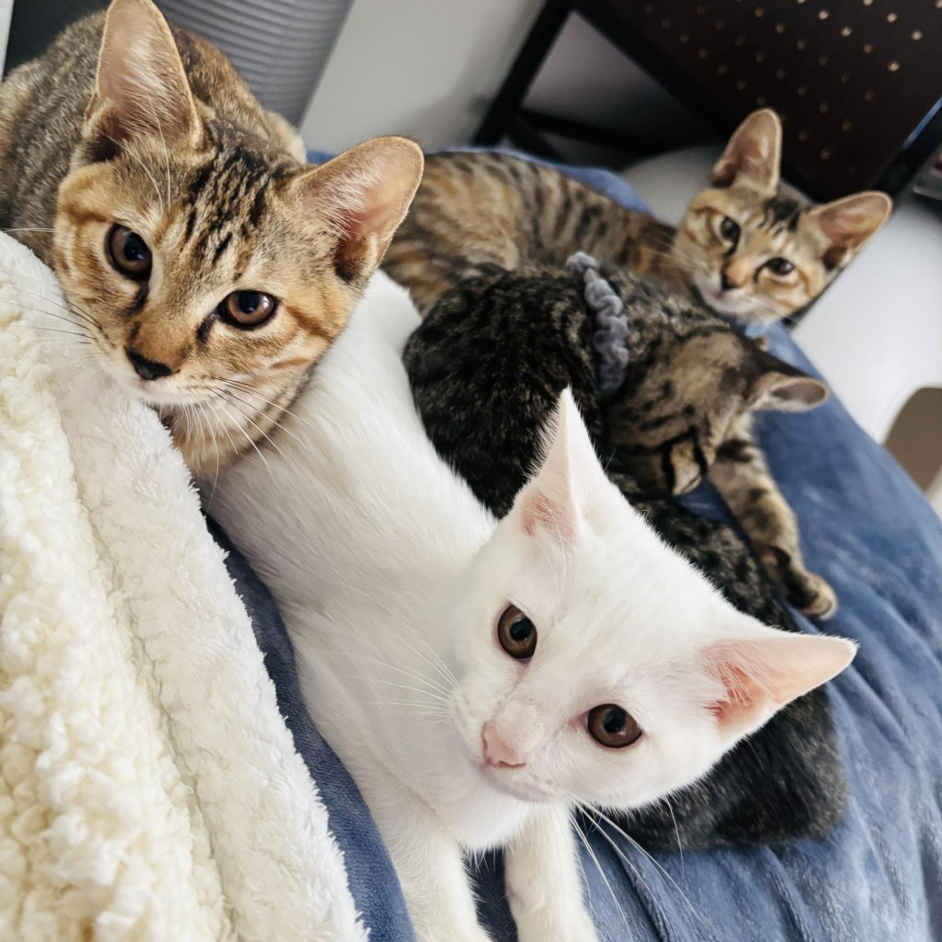 pet-image-6