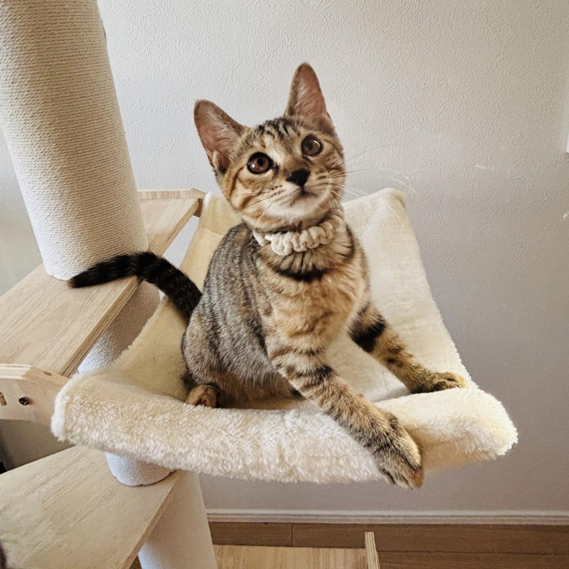 pet-image-3
