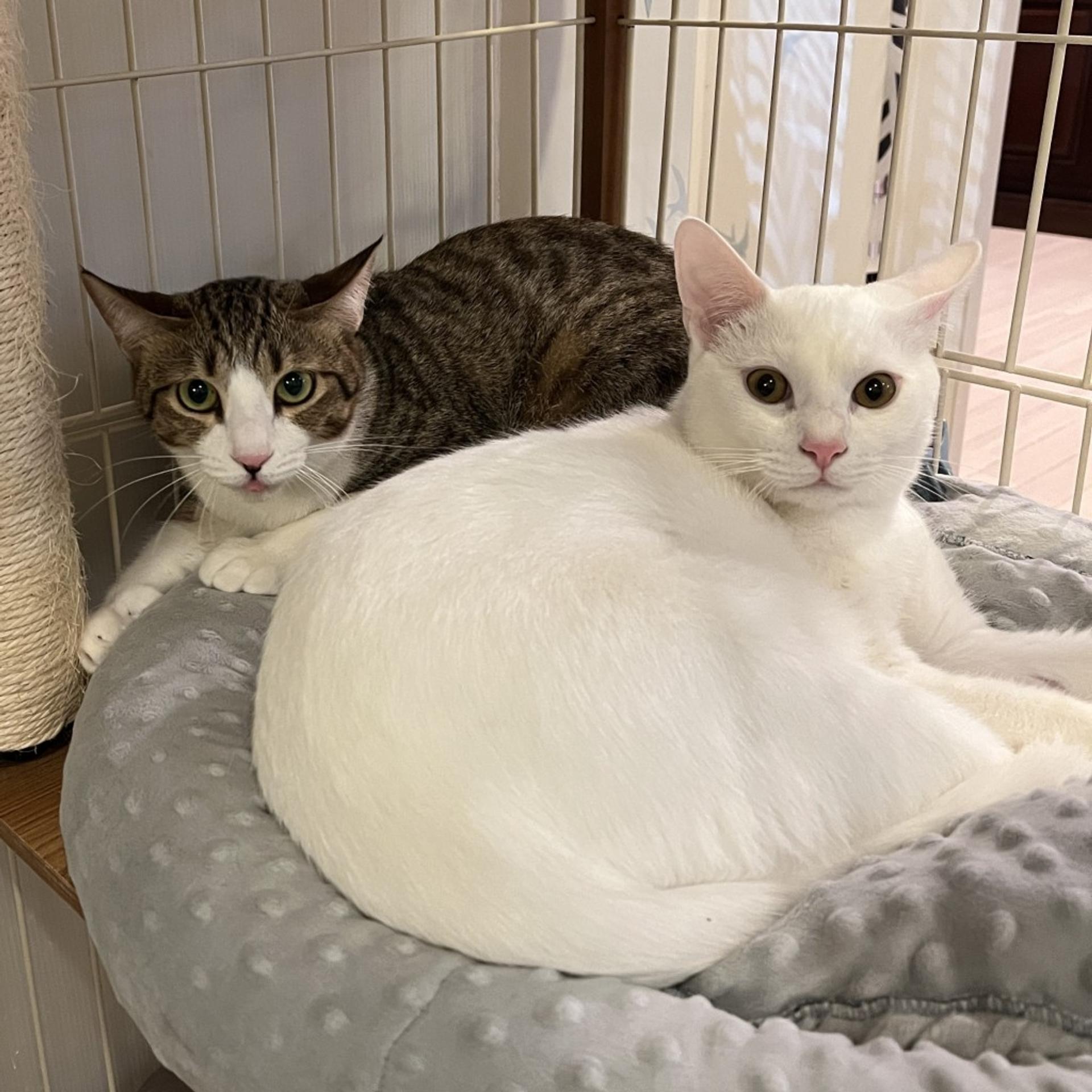 pet-image-4