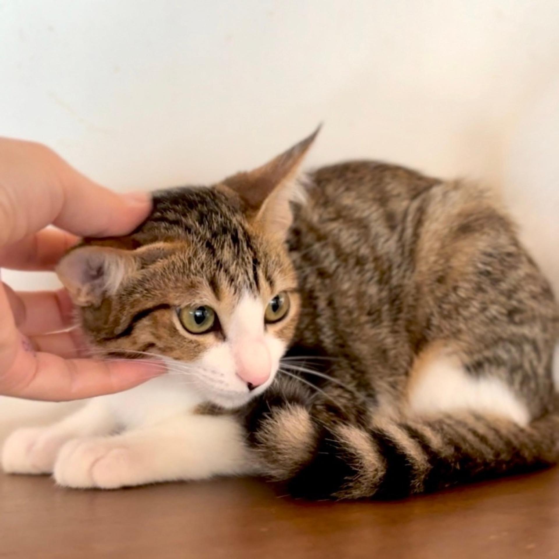 pet-image-7