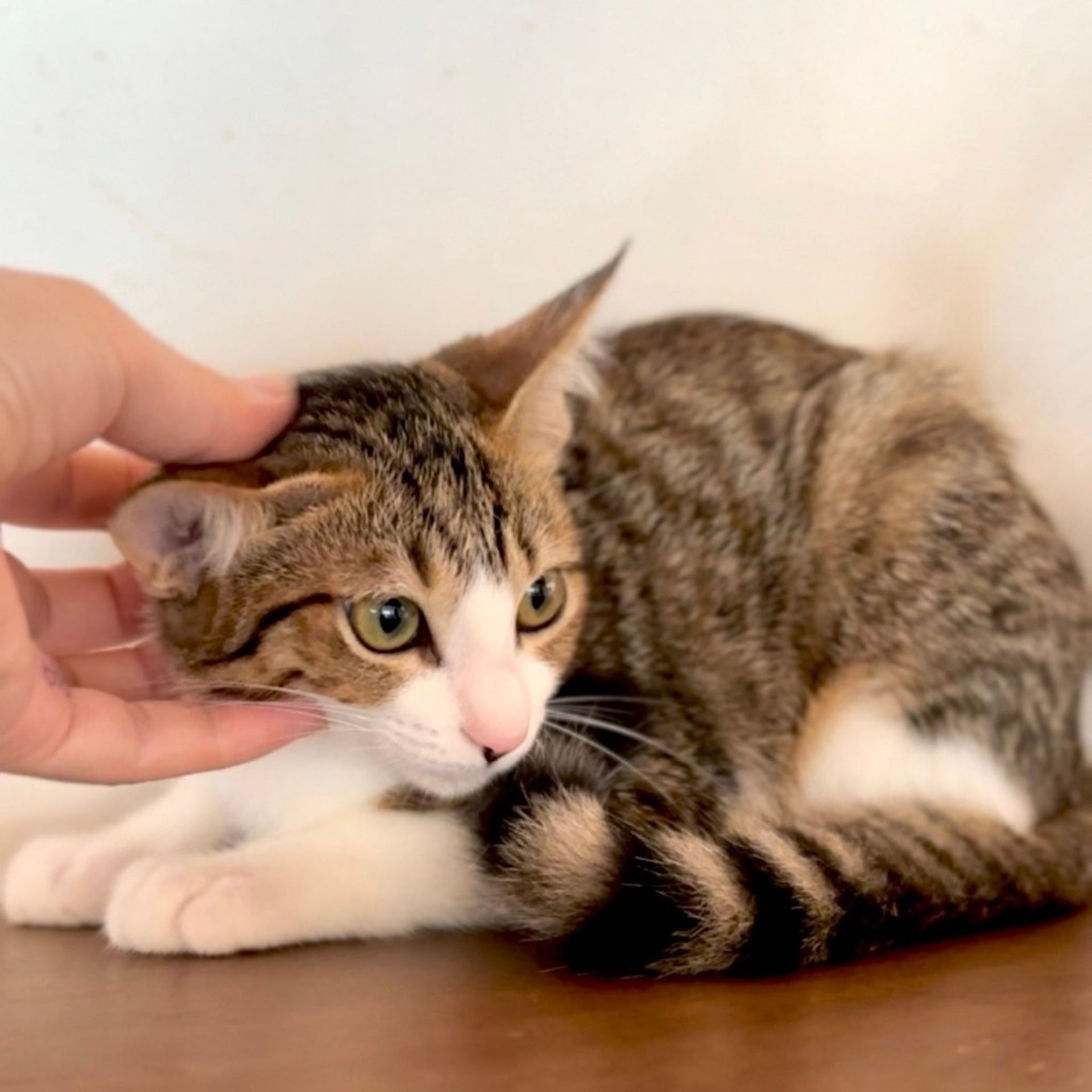 thumbnail-7