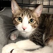 OMUSUBI by ペトコト|保護犬・保護猫マッチングサイト OMUSUBI by ペトコト|保護犬・保護猫マッチングサイト