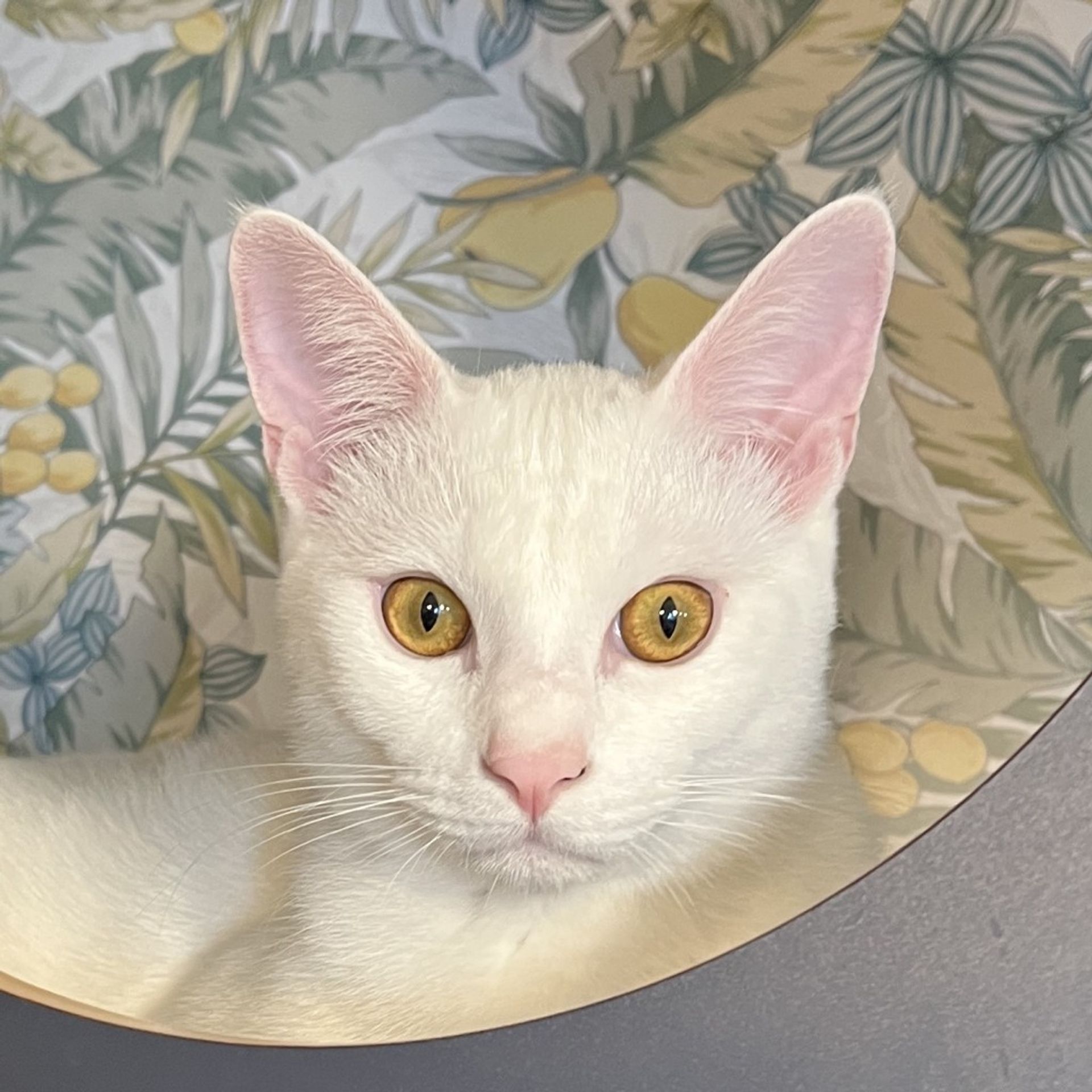 雑種（ミックス猫）・オスの里親募集の写真