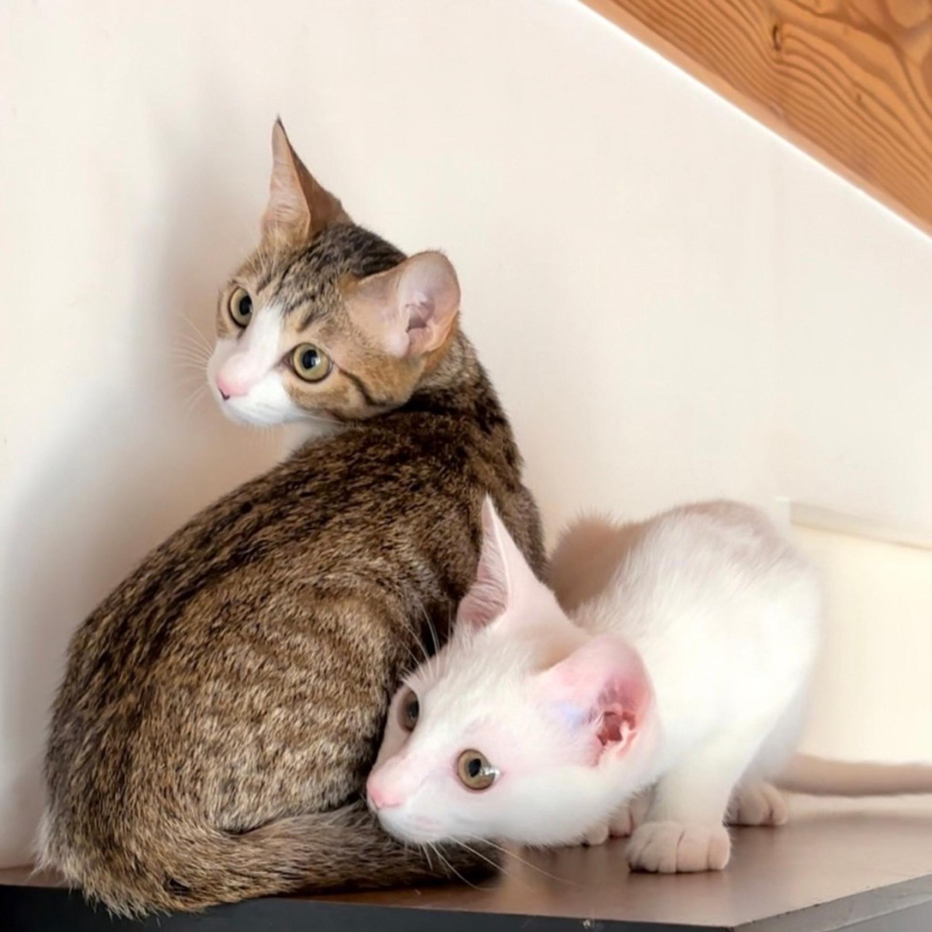 pet-image-7