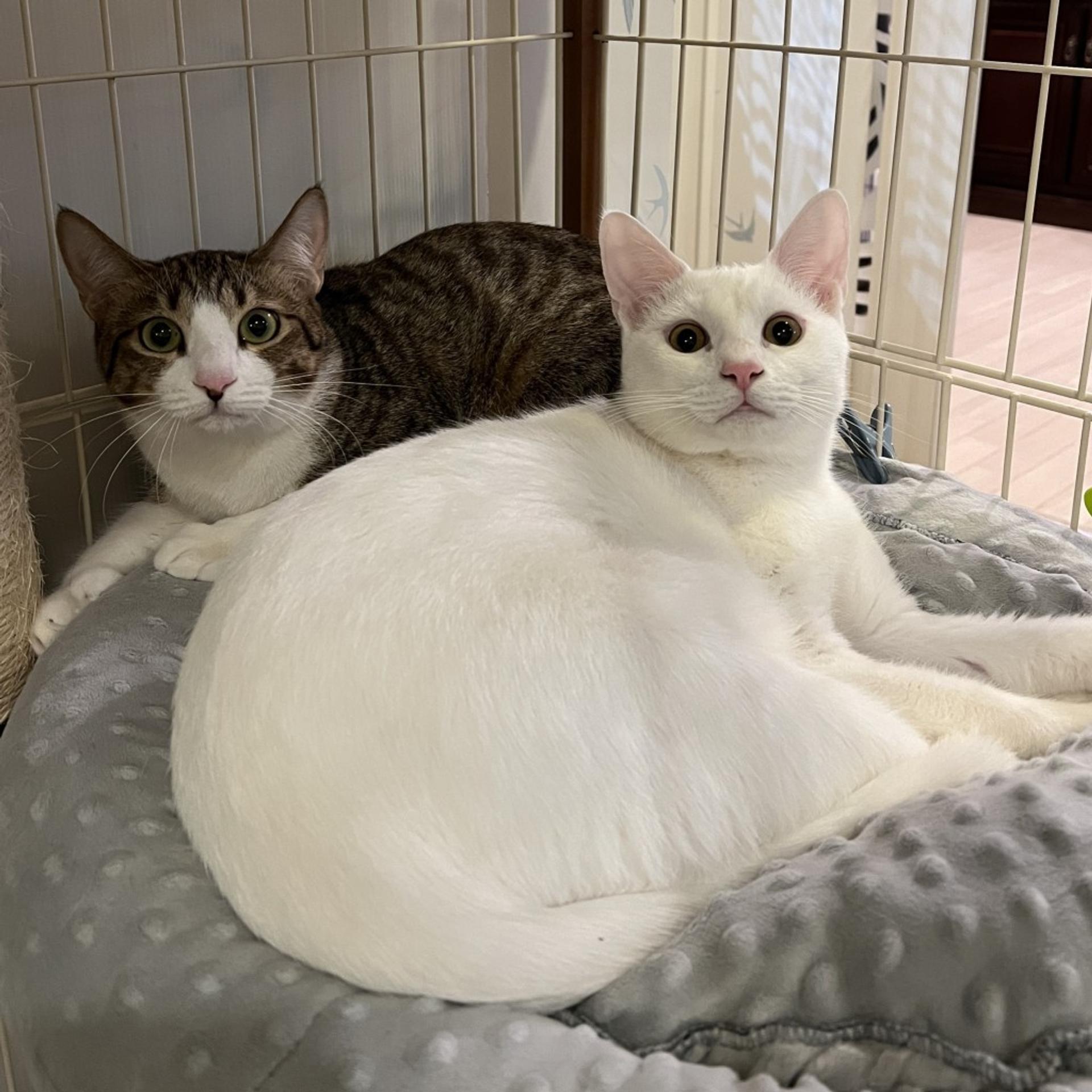 pet-image-3