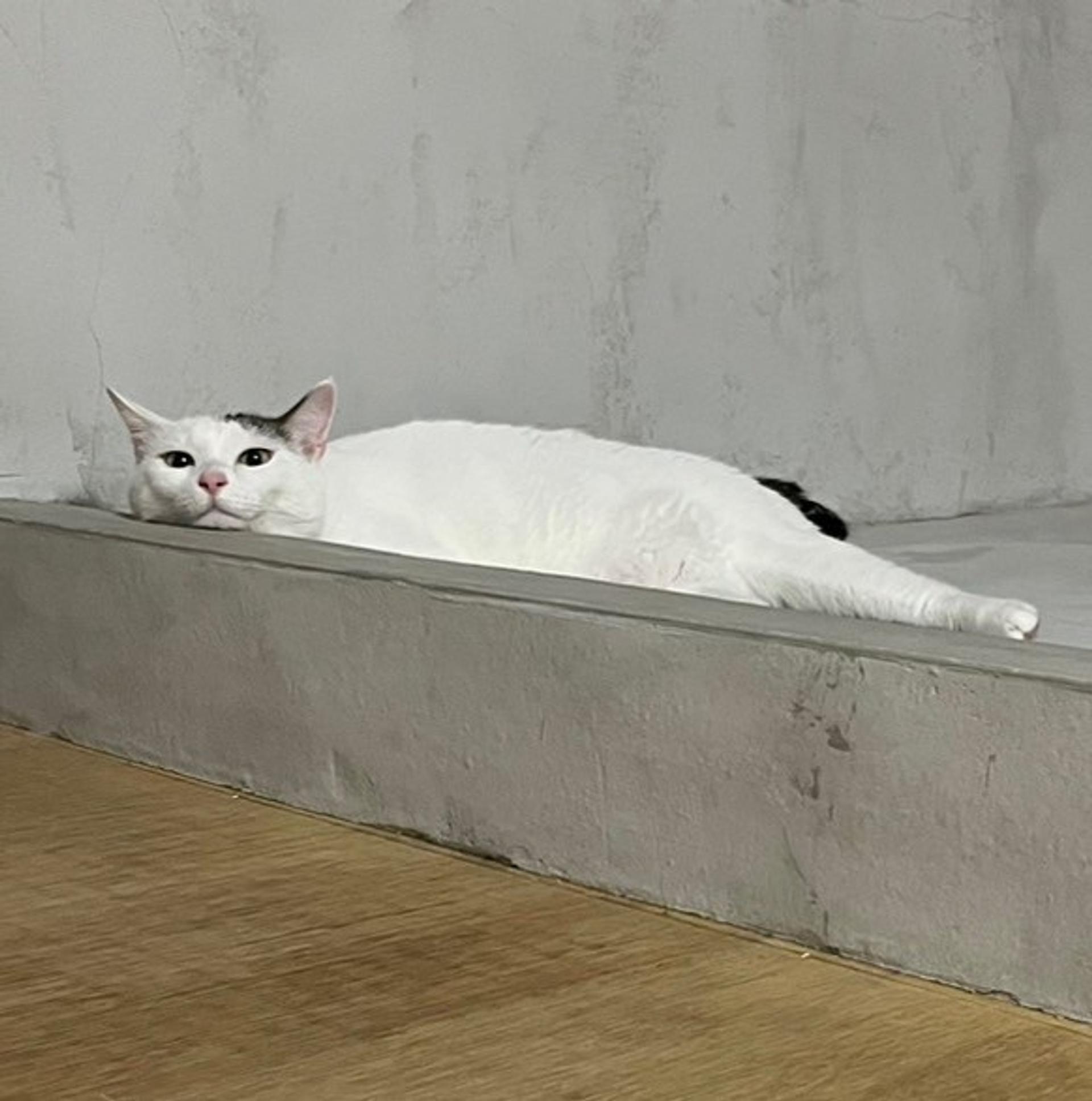 pet-image-2