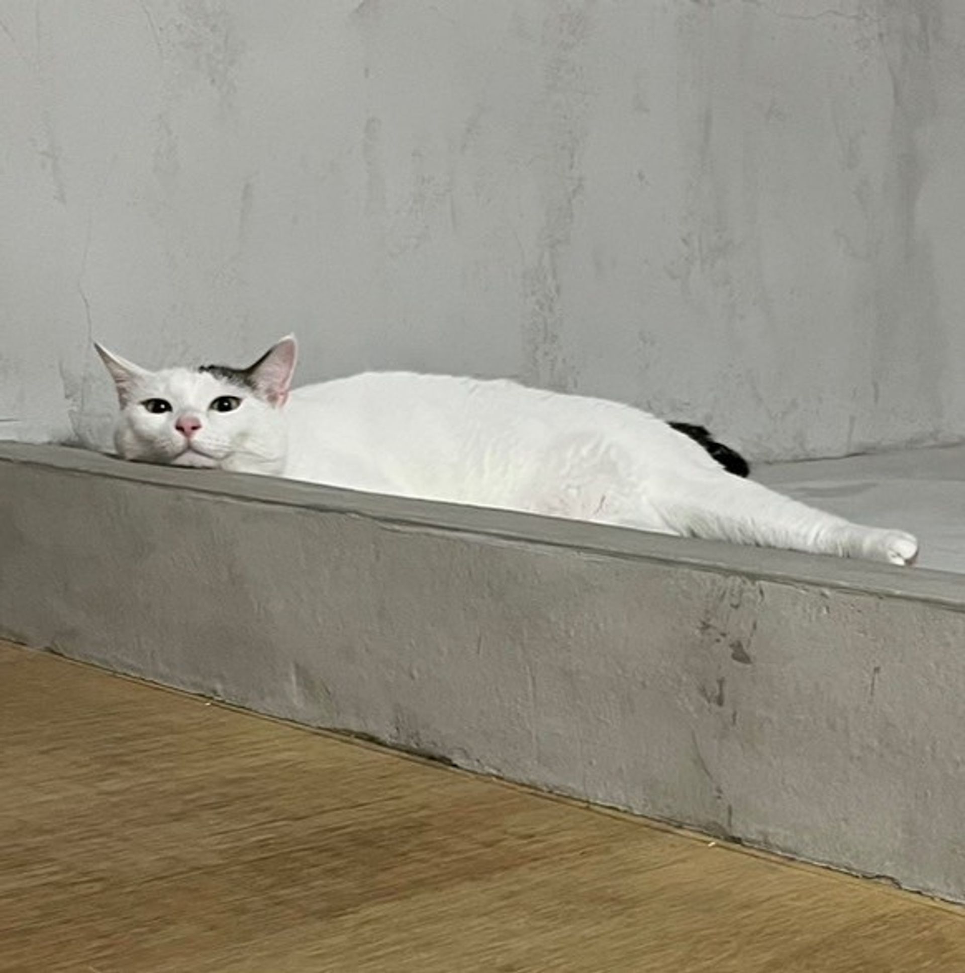 雑種（ミックス猫）・オスの里親募集の写真