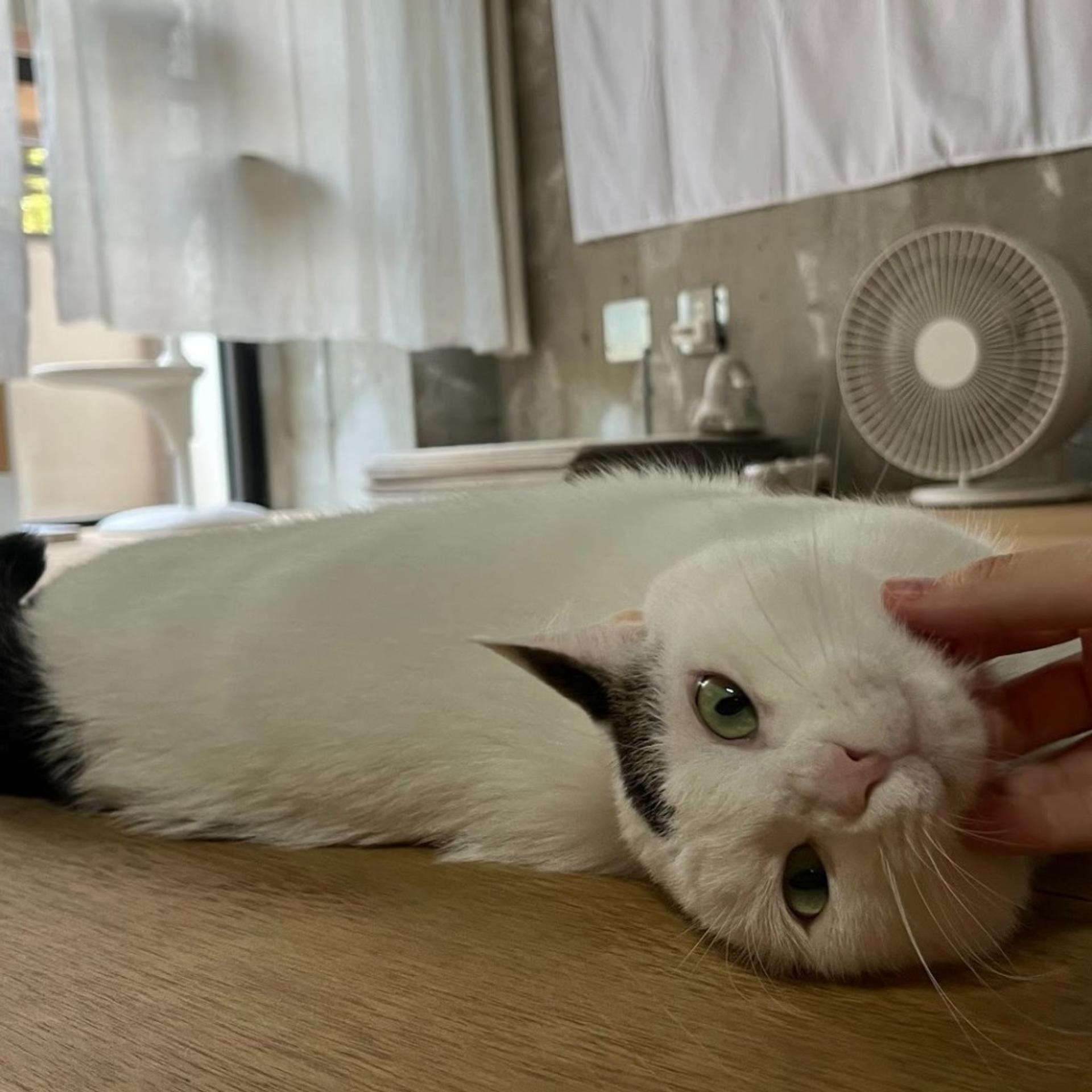 pet-image-4