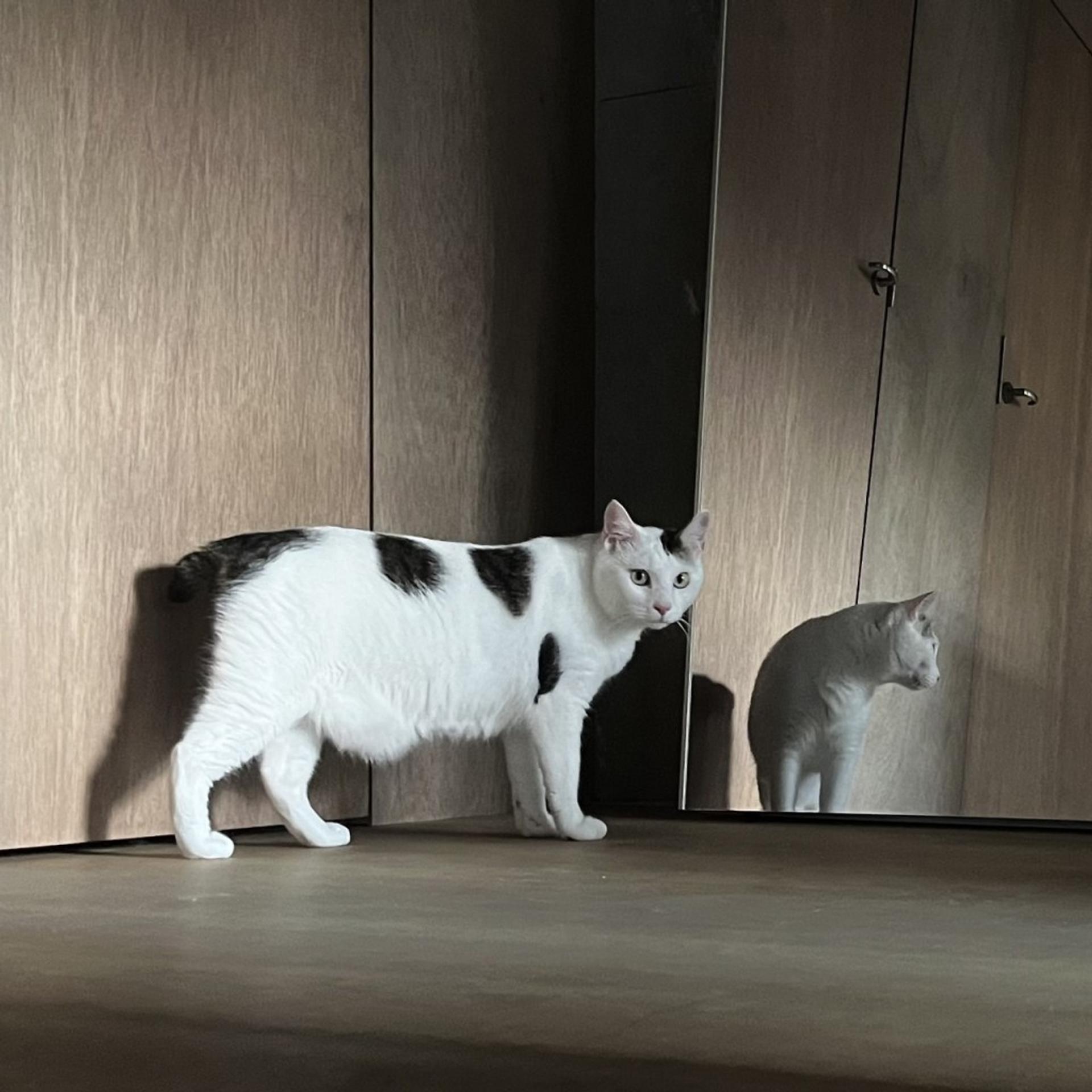pet-image-10