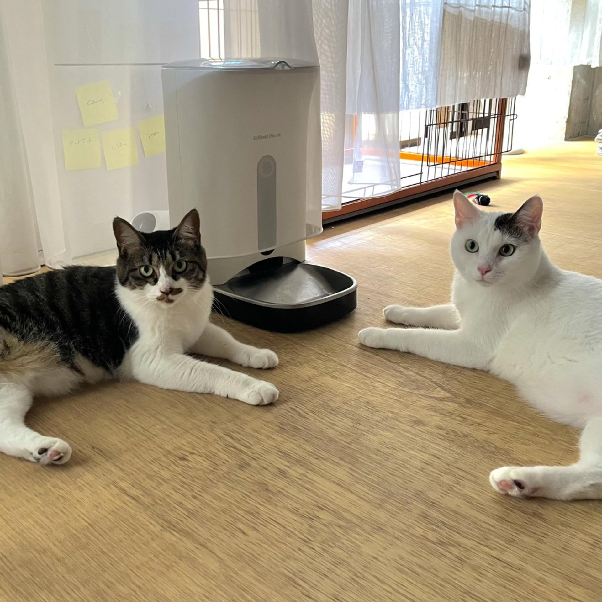 pet-image-7