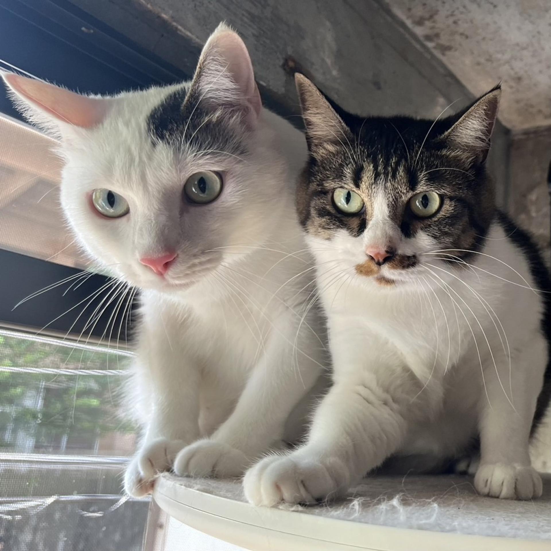 pet-image-9