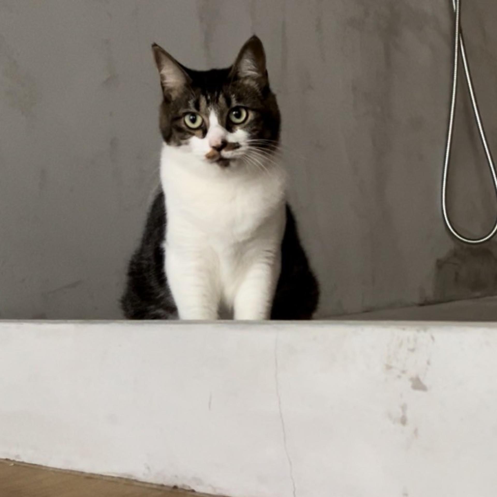 pet-image-5