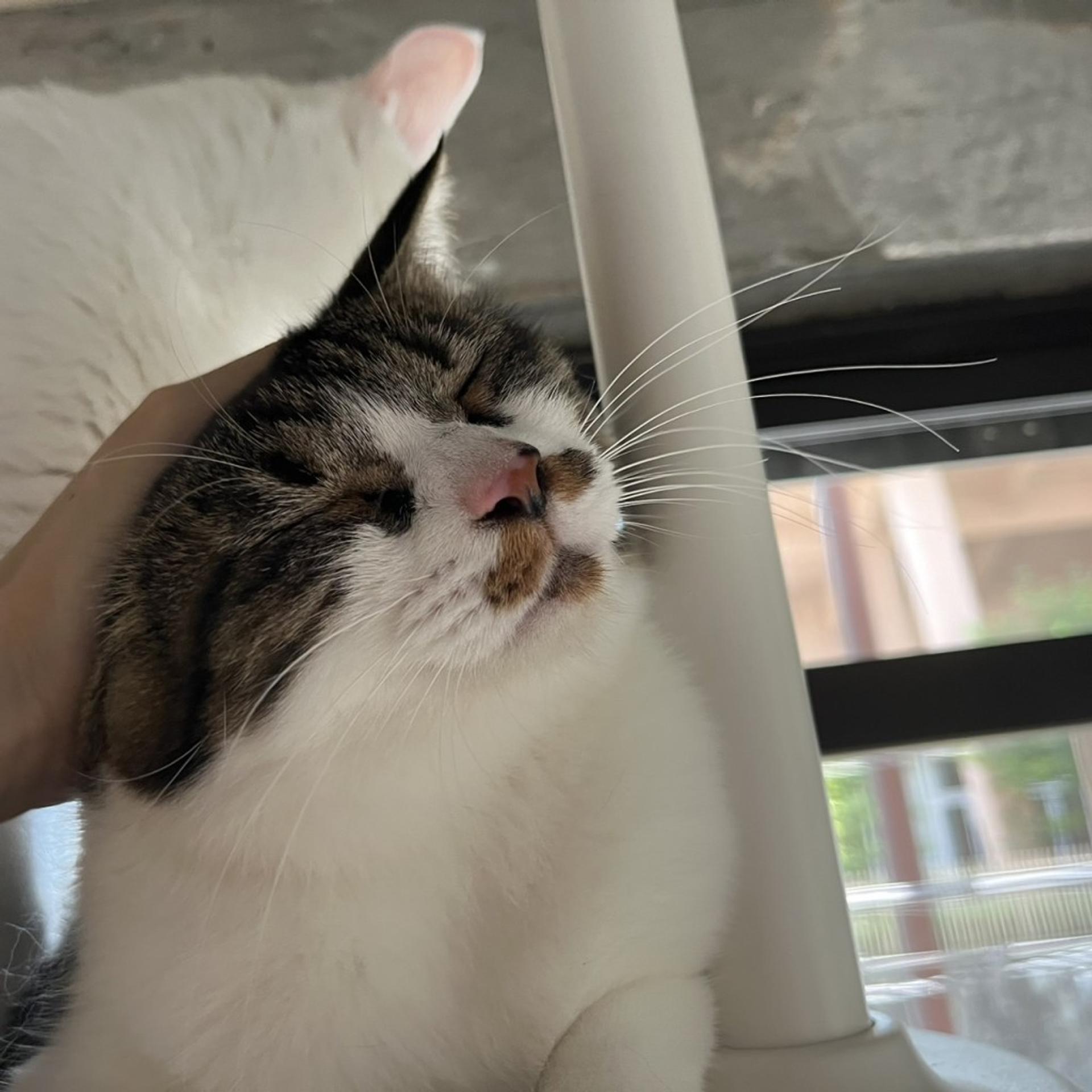 pet-image-6