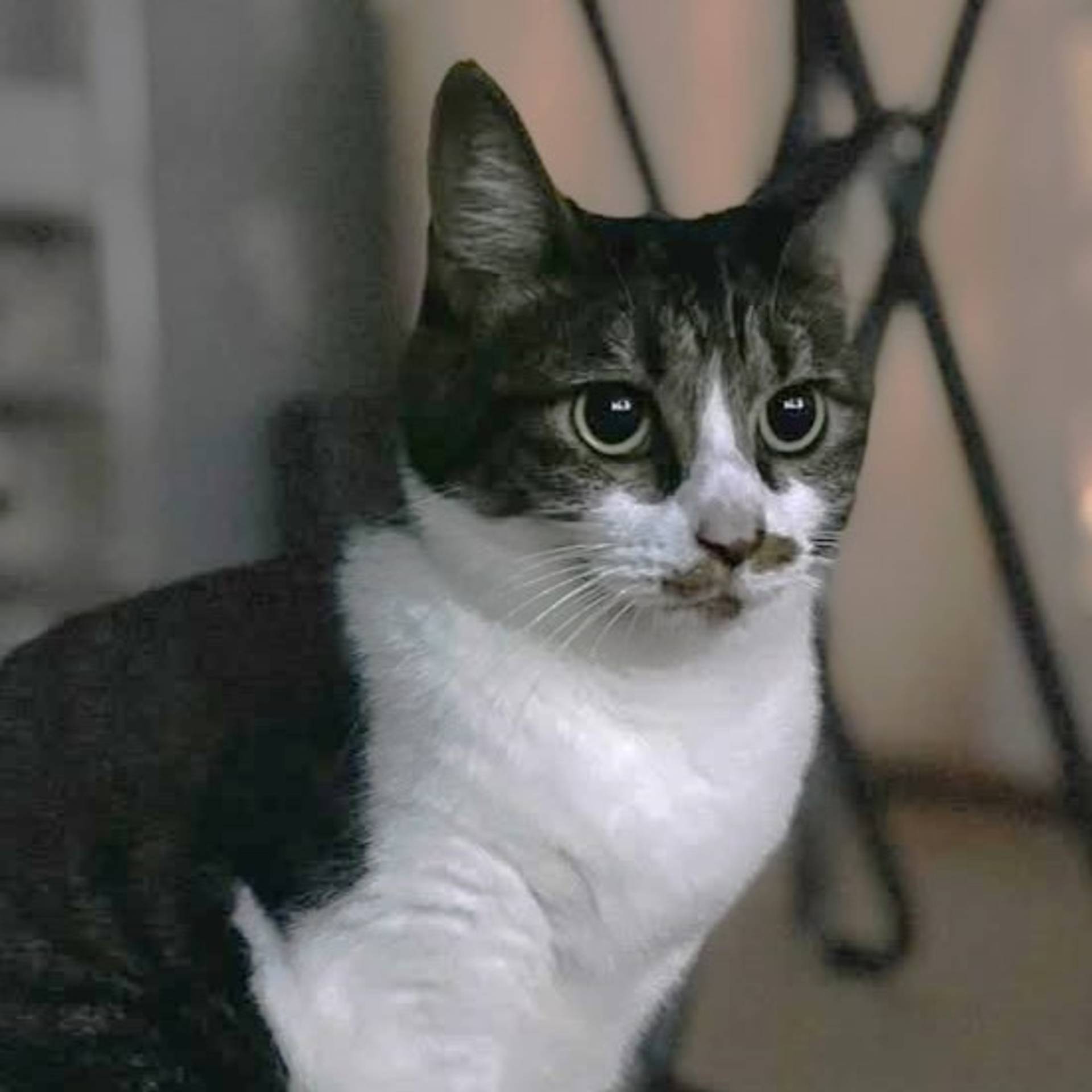 雑種（ミックス猫）・メスの里親募集の写真
