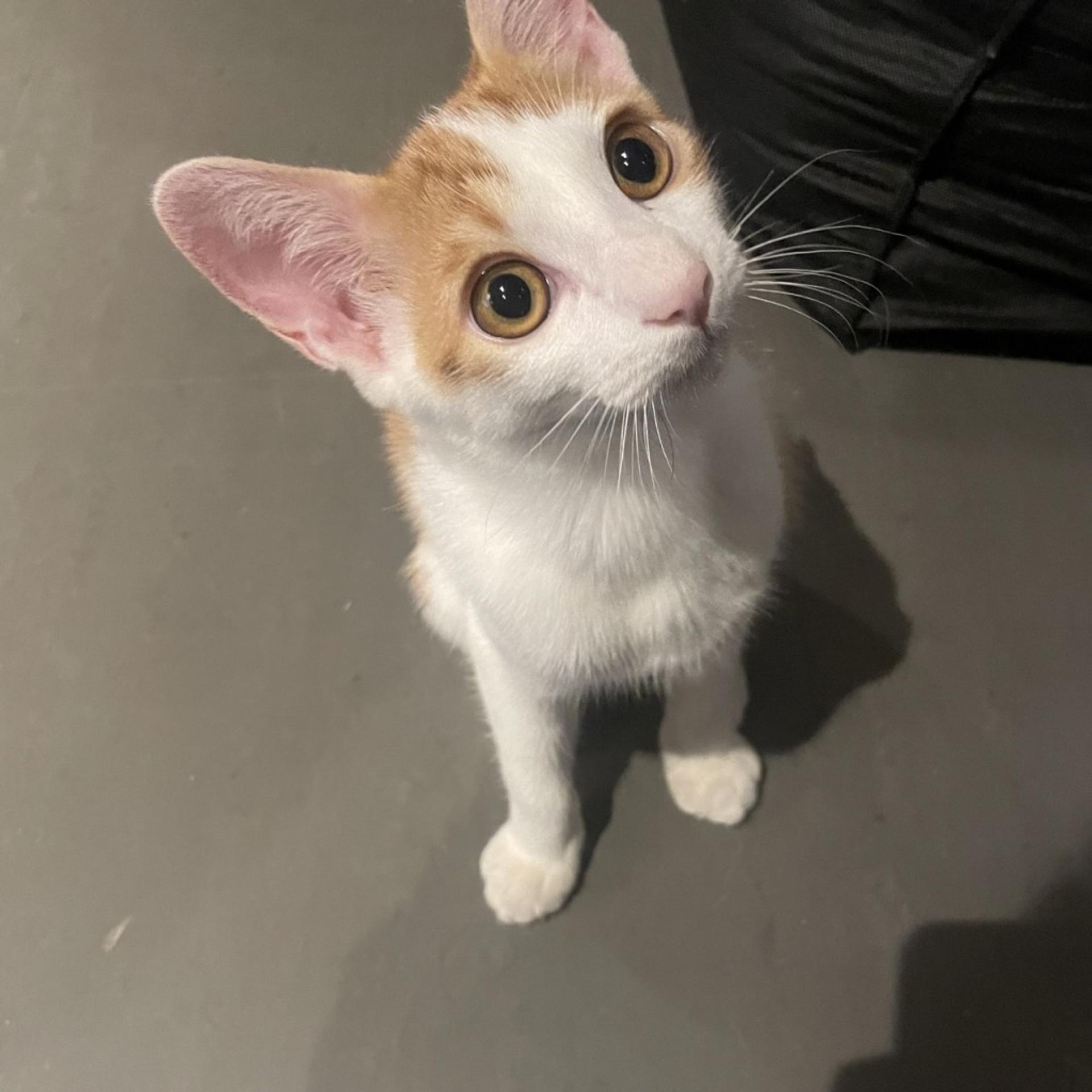 pet-image-2