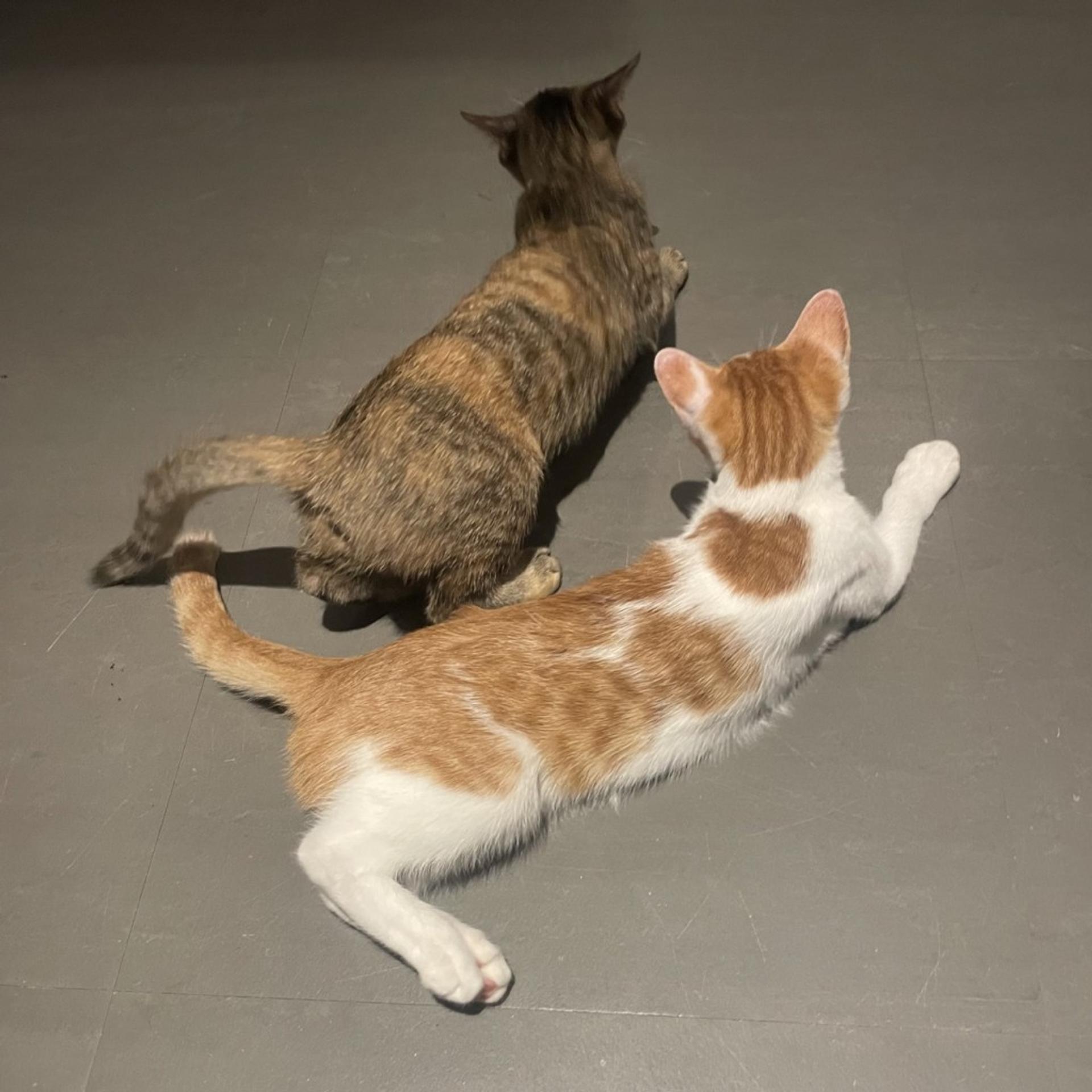 pet-image-10