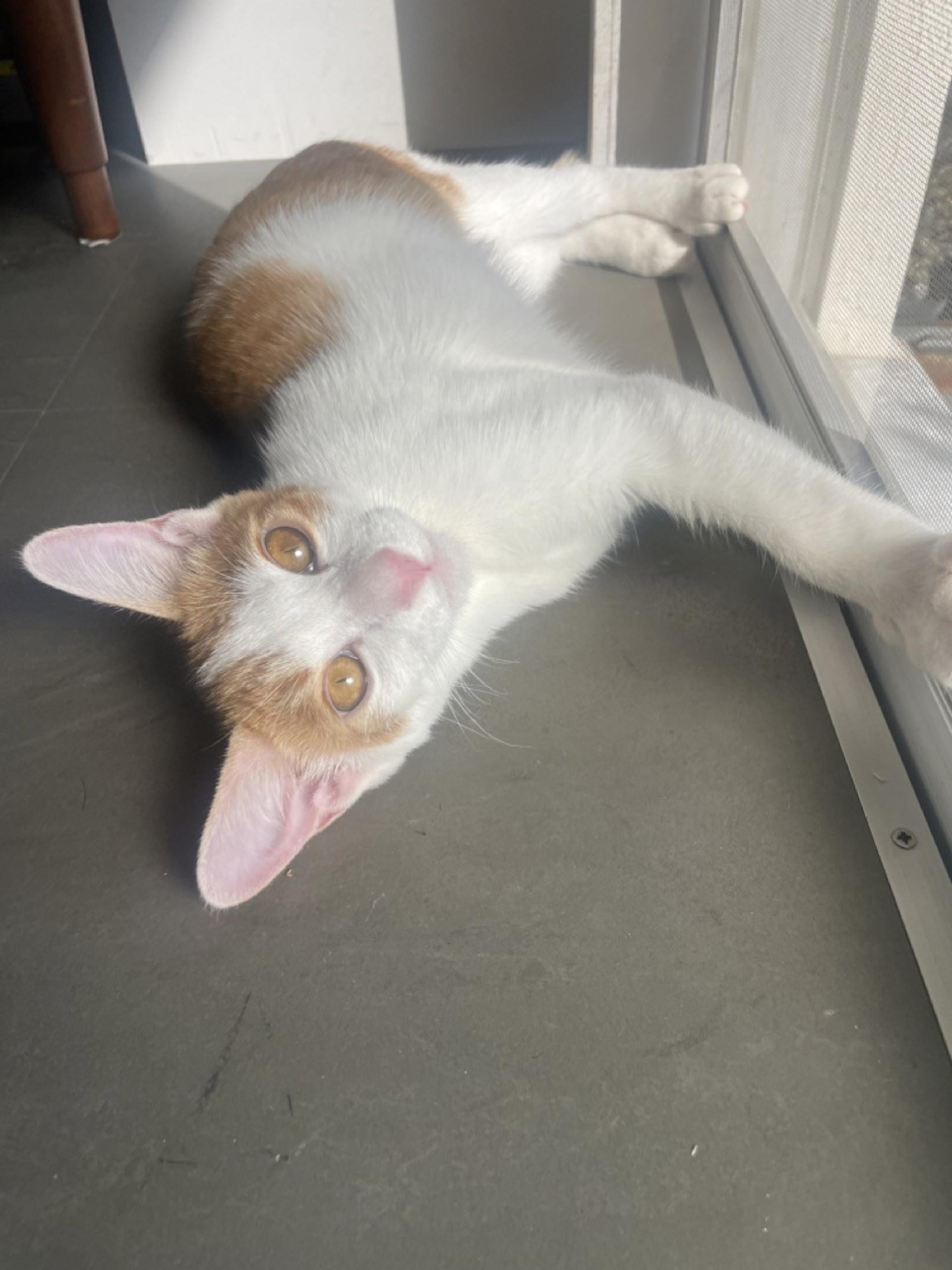 pet-image-8