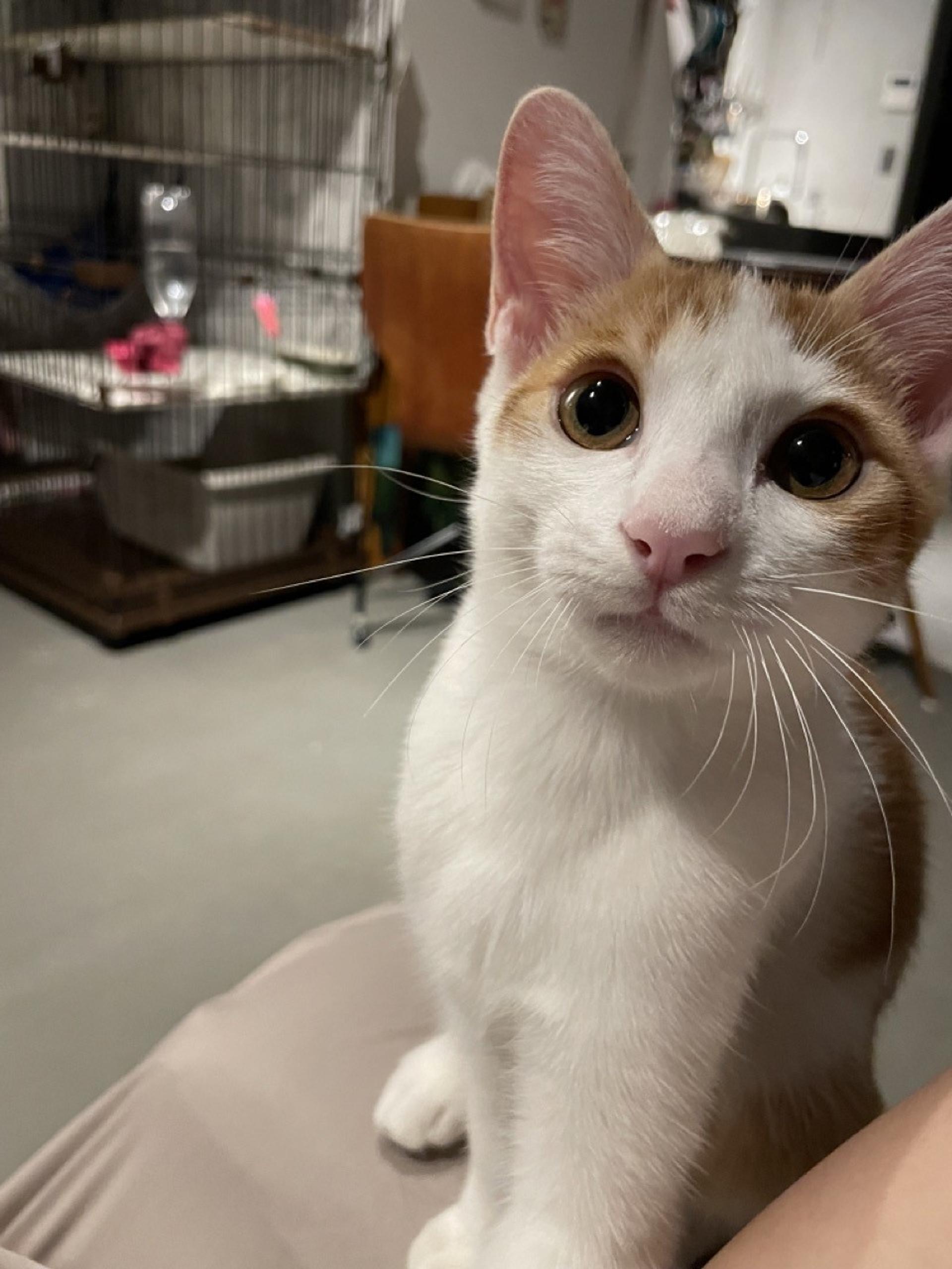 pet-image-3
