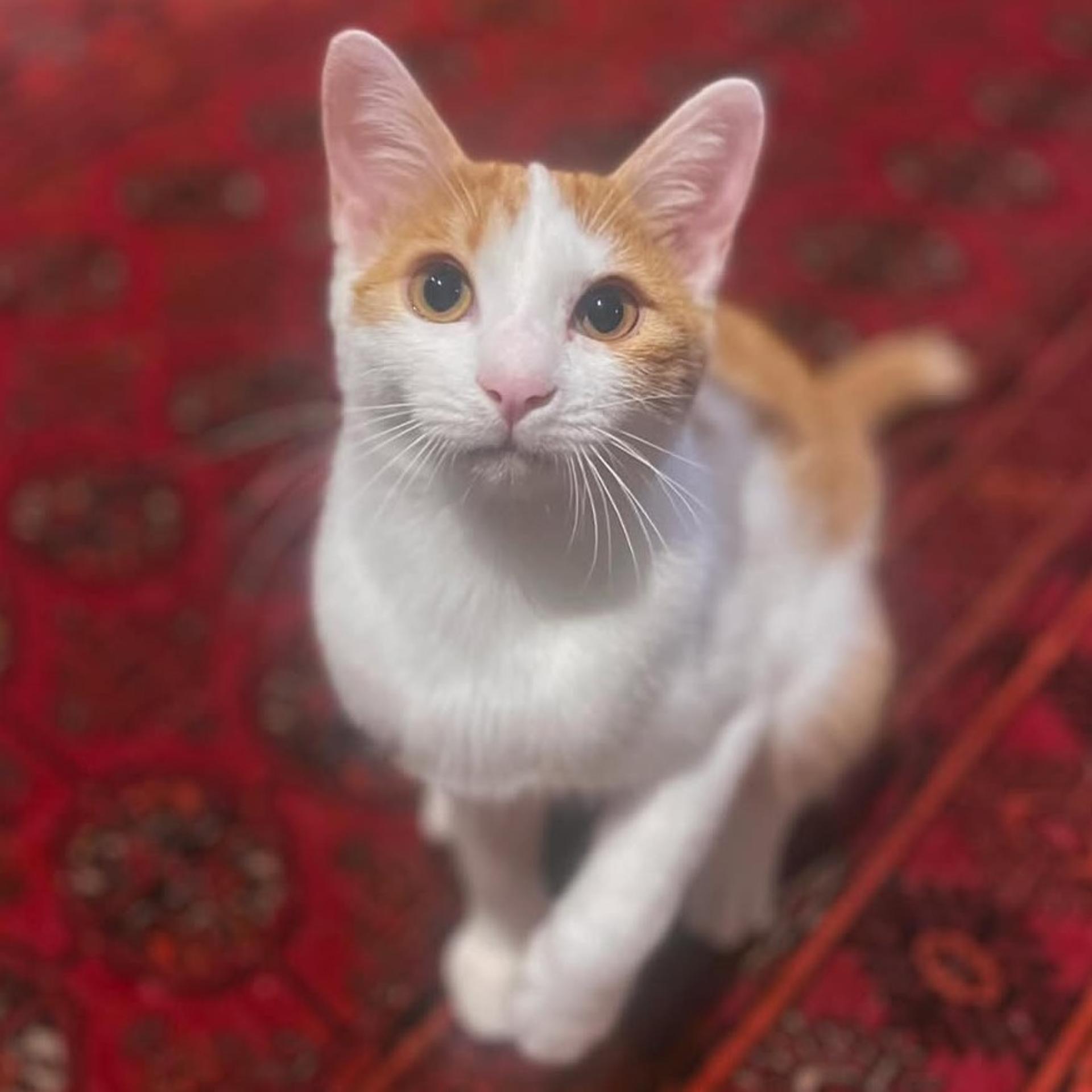 pet-image-4