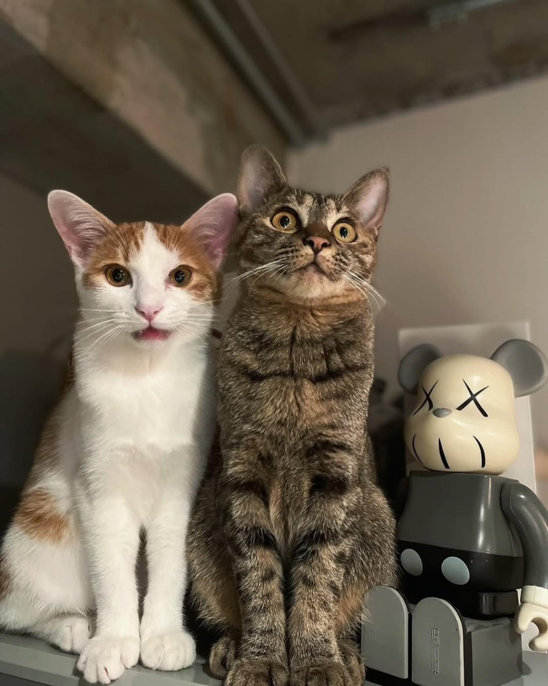 pet-image-6