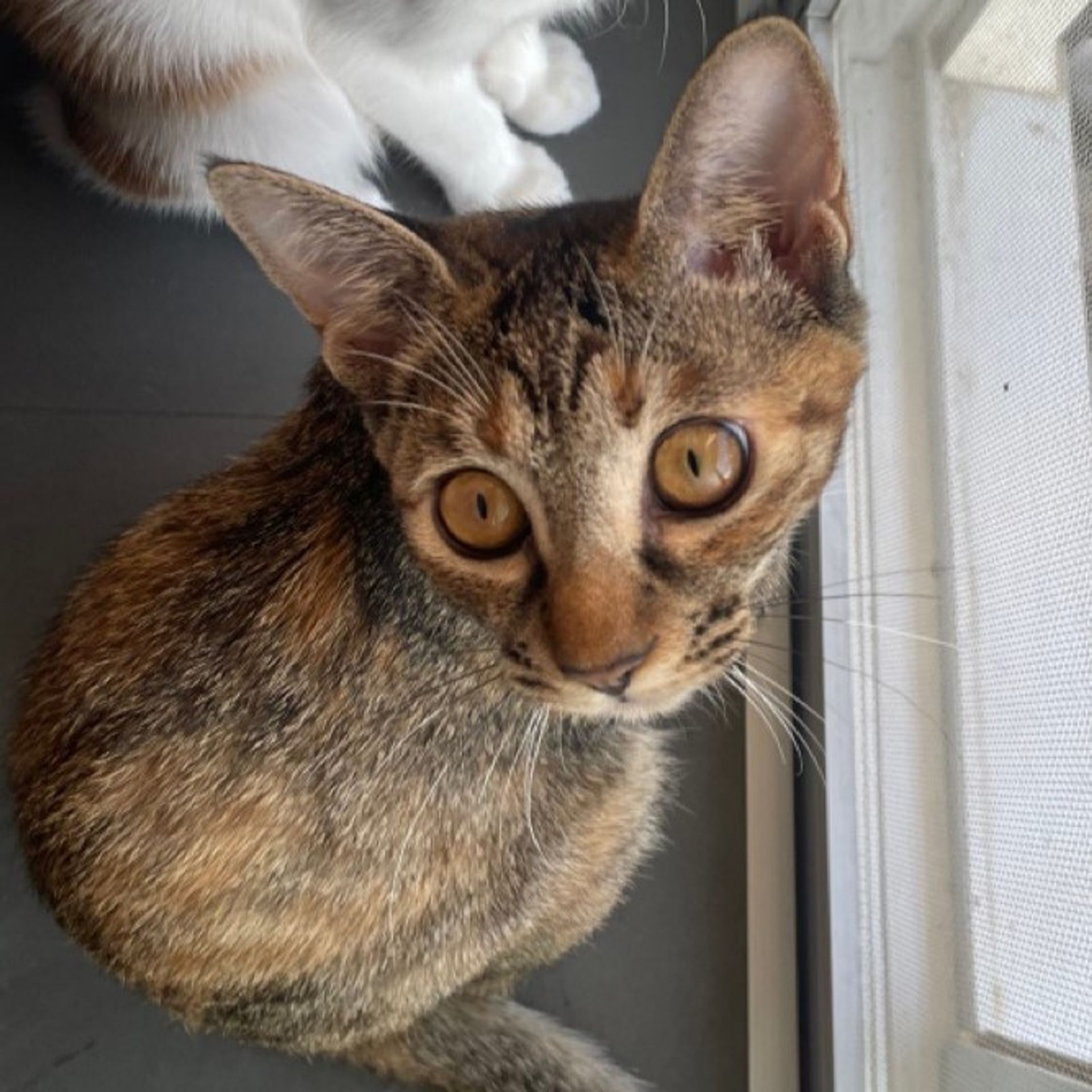 雑種（ミックス猫）・メスの里親募集の写真