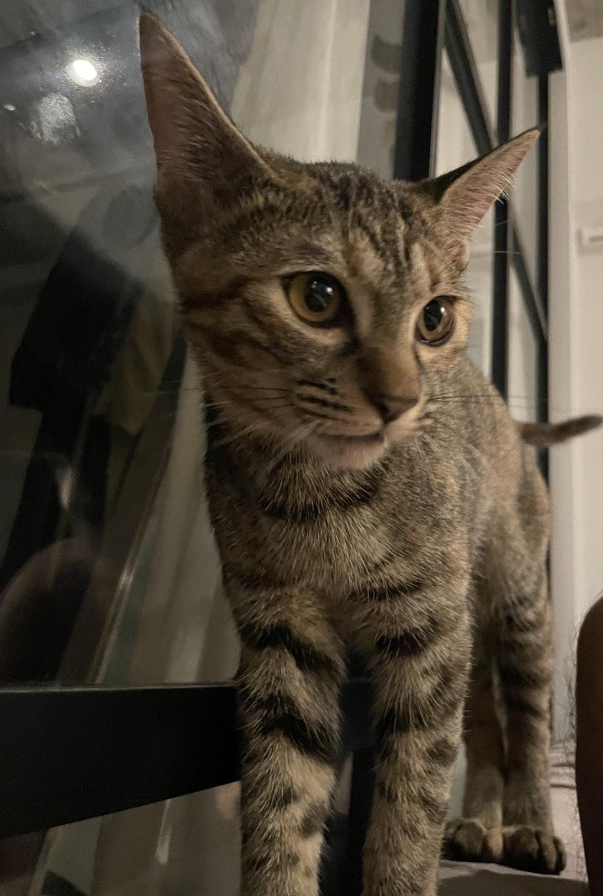 pet-image-4