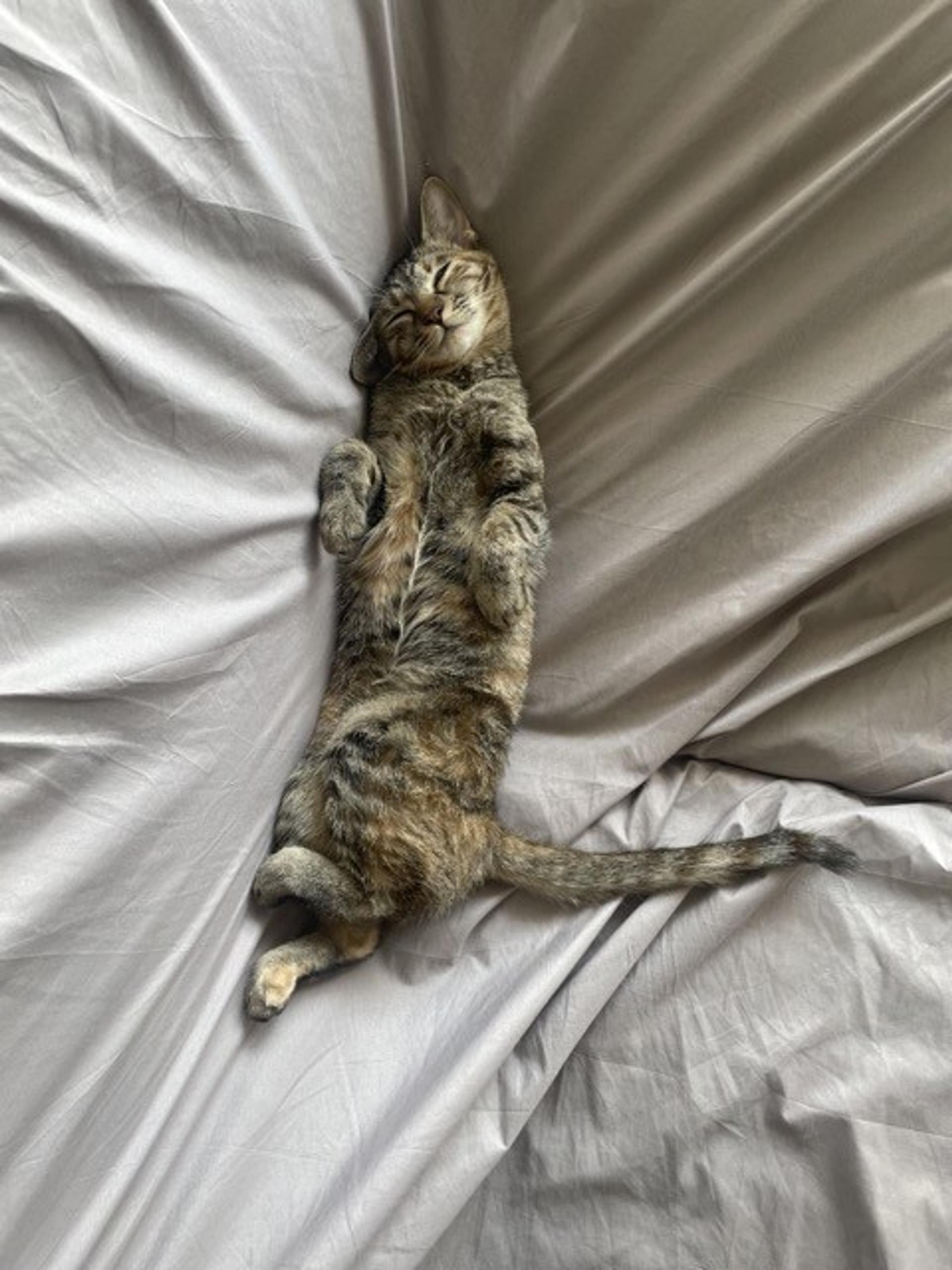 pet-image-6