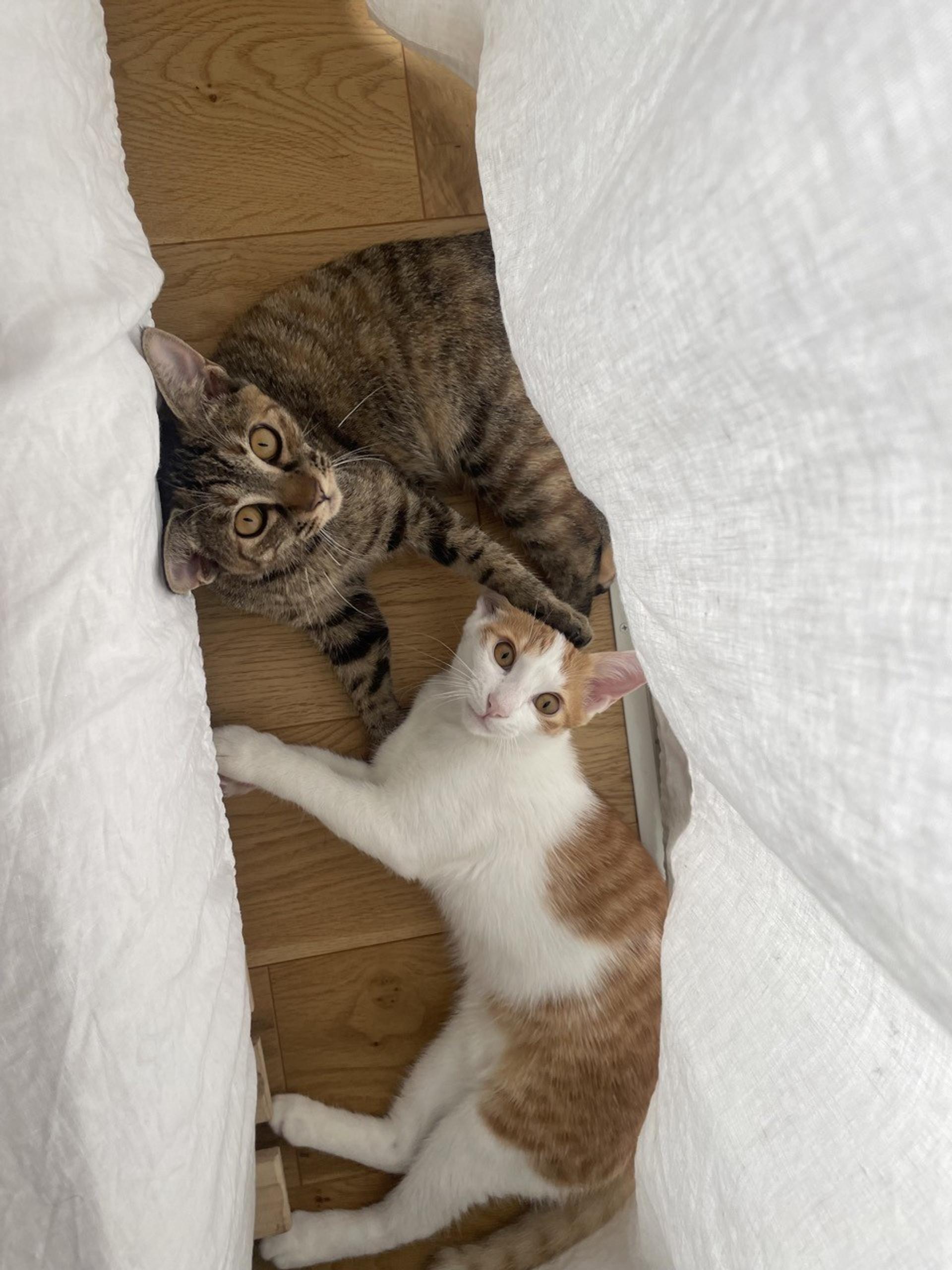 pet-image-8