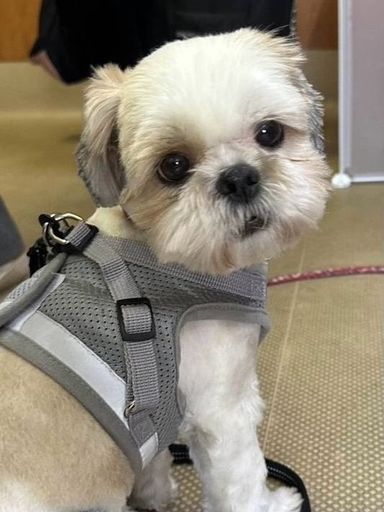 ポテト