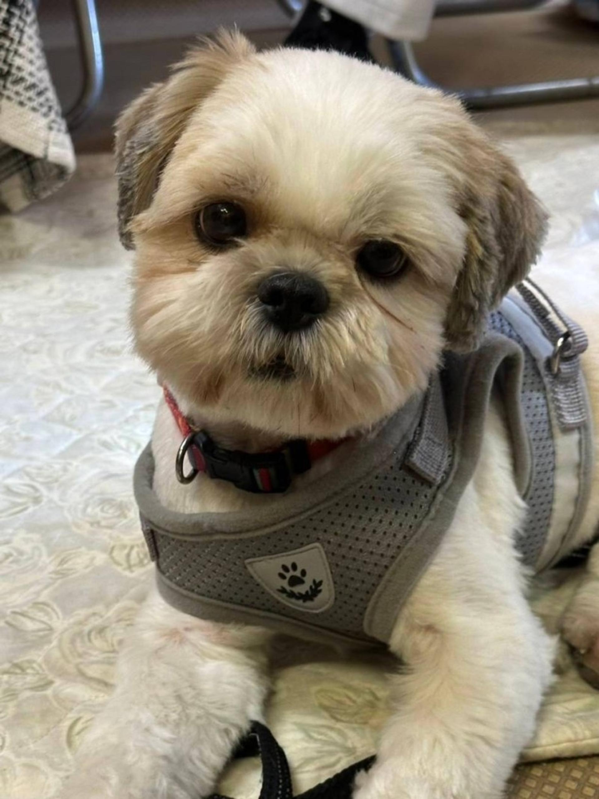 pet-image-2