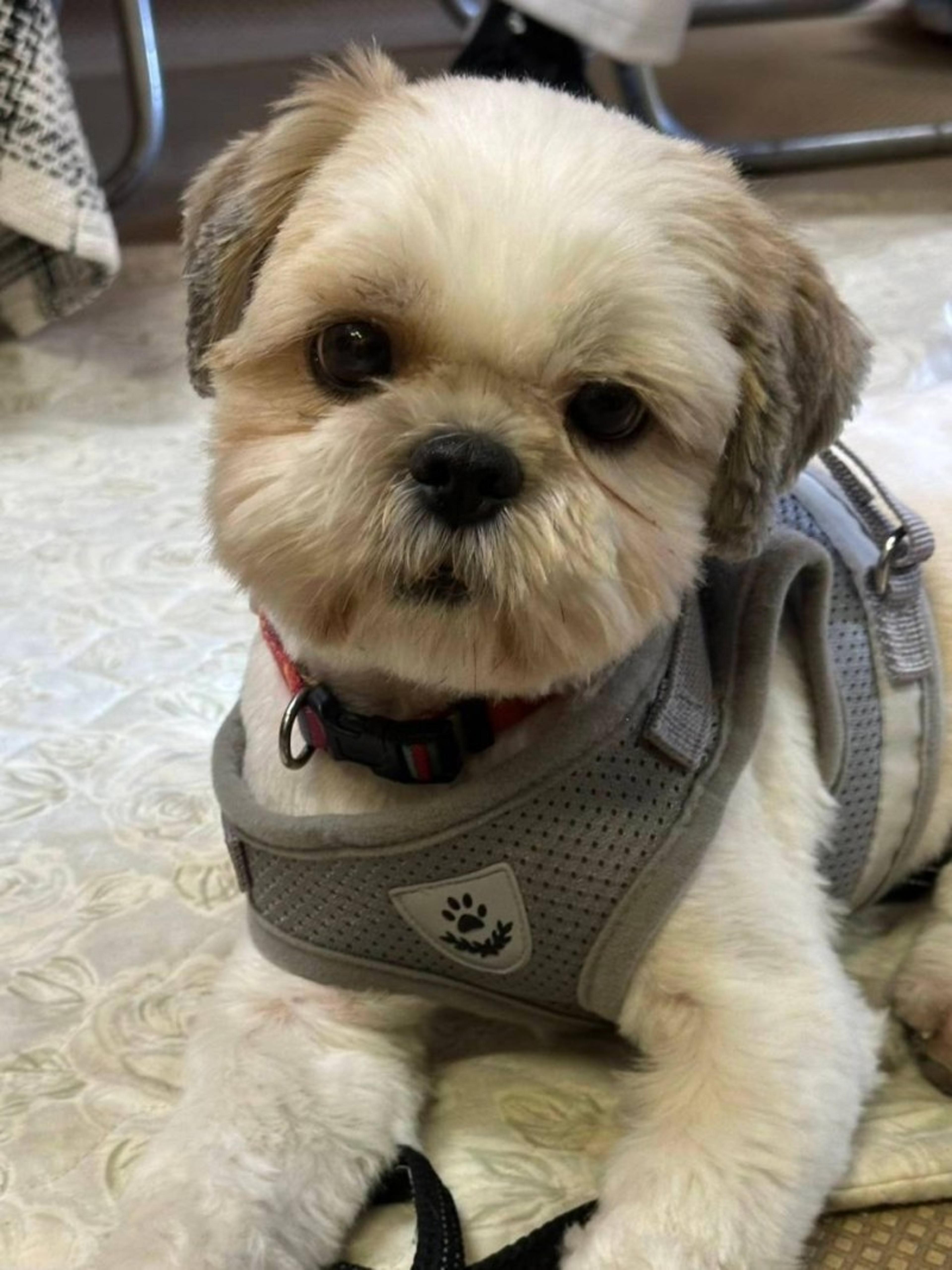pet-image-2